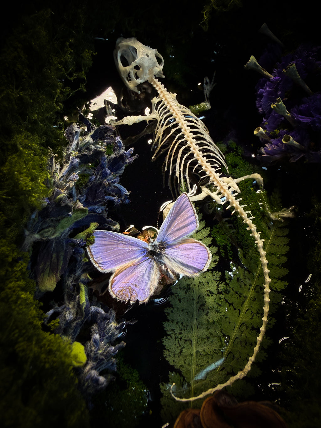 Viridis Somnia | handmade gothic shadowbox with agama skeleton, resin lake surface, blue butterfly and moss | Morbid Oddities
