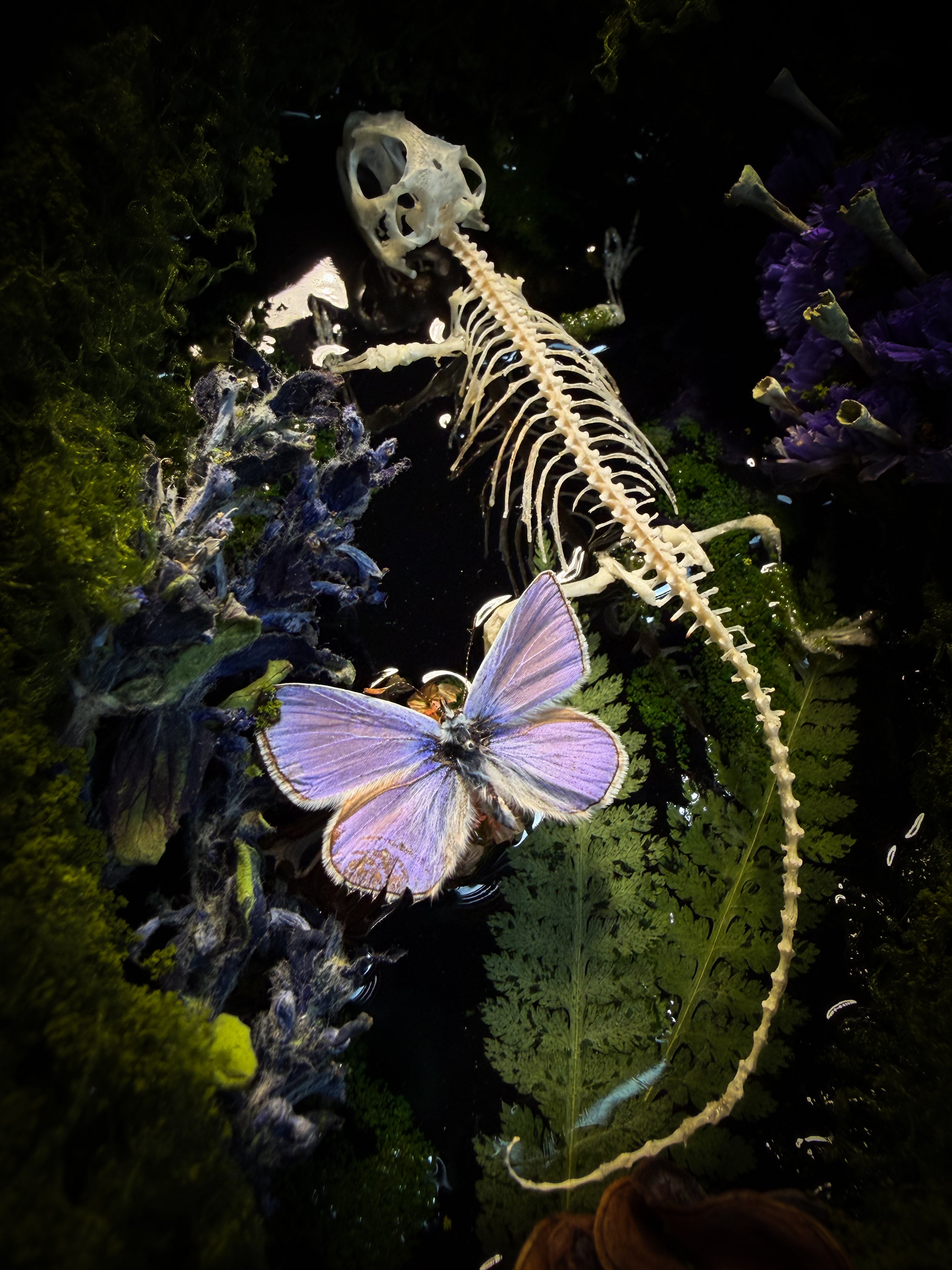 Viridis Somnia | handmade gothic shadowbox with agama skeleton, resin lake surface, blue butterfly and moss | Morbid Oddities
