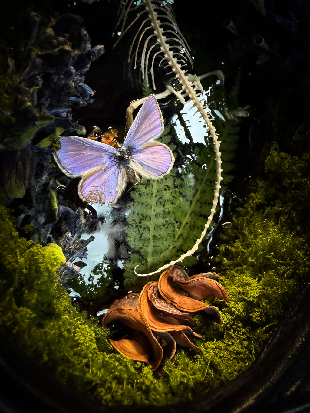 Viridis Somnia | handmade gothic shadowbox with agama skeleton, resin lake surface, blue butterfly and moss | Morbid Oddities
