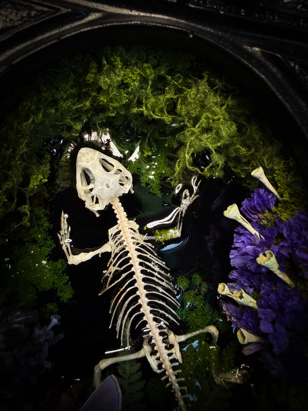 Viridis Somnia | handmade gothic shadowbox with agama skeleton, resin lake surface, blue butterfly and moss | Morbid Oddities
