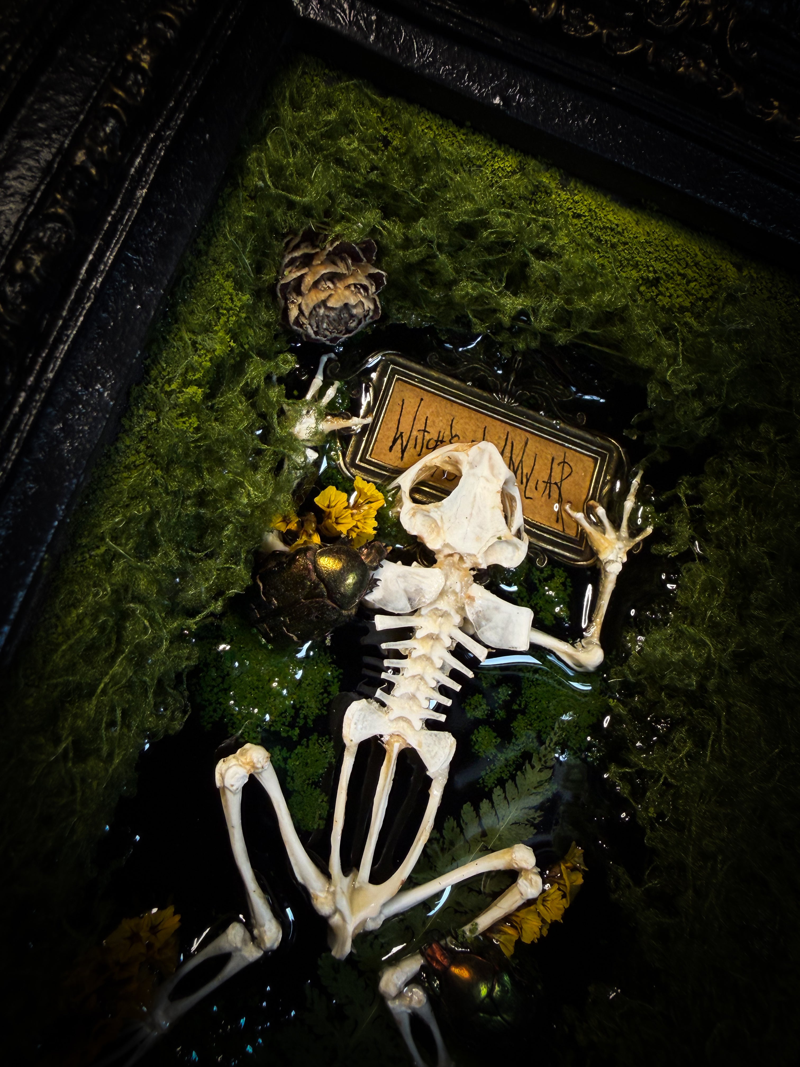 Bufo Viridis | handmade gothic shadowbox with toad skeleton, resin lake surface, green beetles and moss | Morbid Oddities

