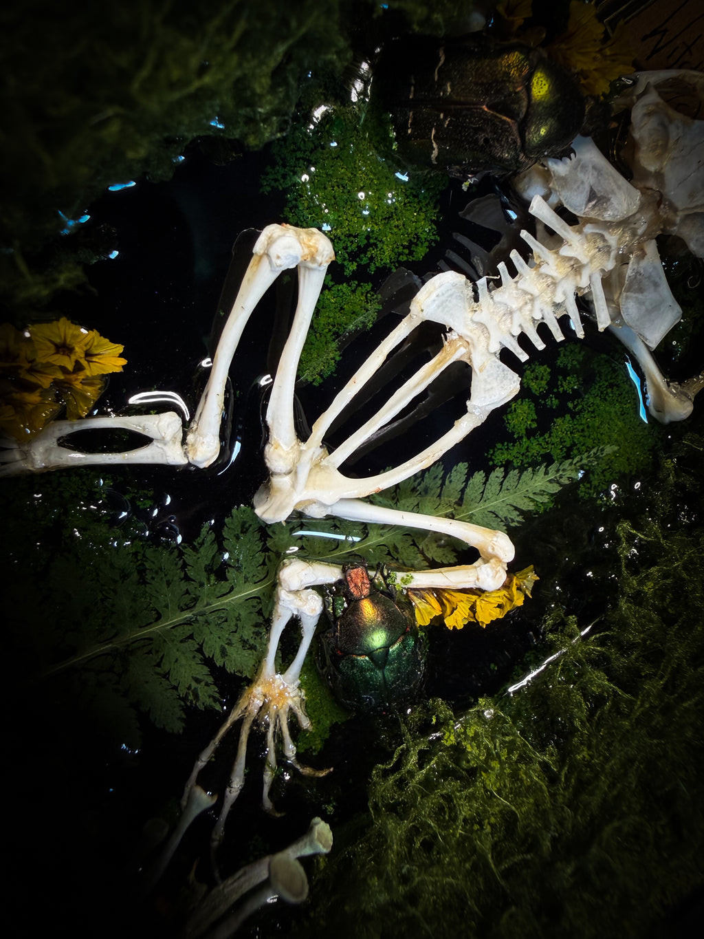 Bufo Viridis | handmade gothic shadowbox with toad skeleton, resin lake surface, green beetles and moss | Morbid Oddities
