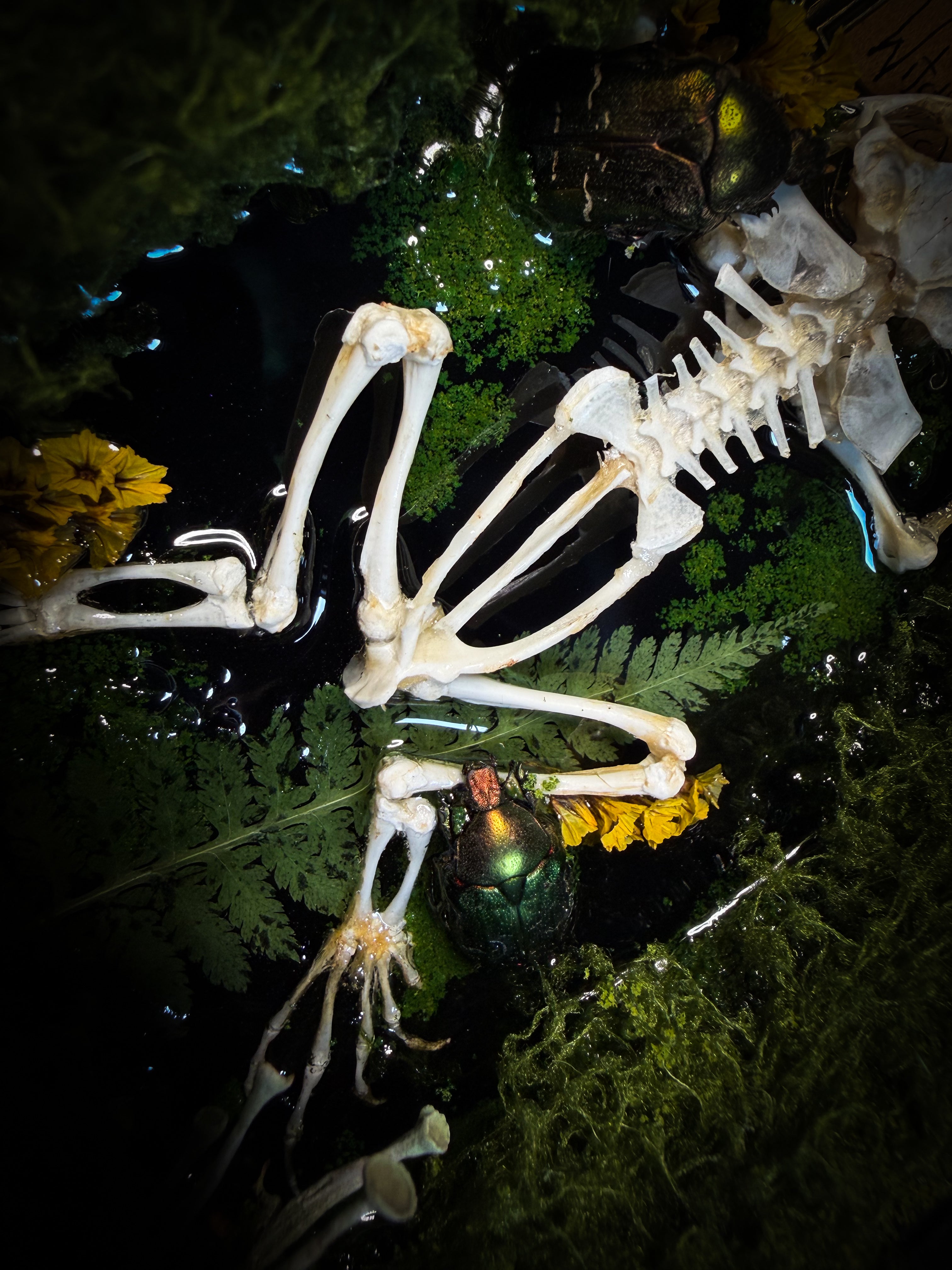 Bufo Viridis | handmade gothic shadowbox with toad skeleton, resin lake surface, green beetles and moss | Morbid Oddities
