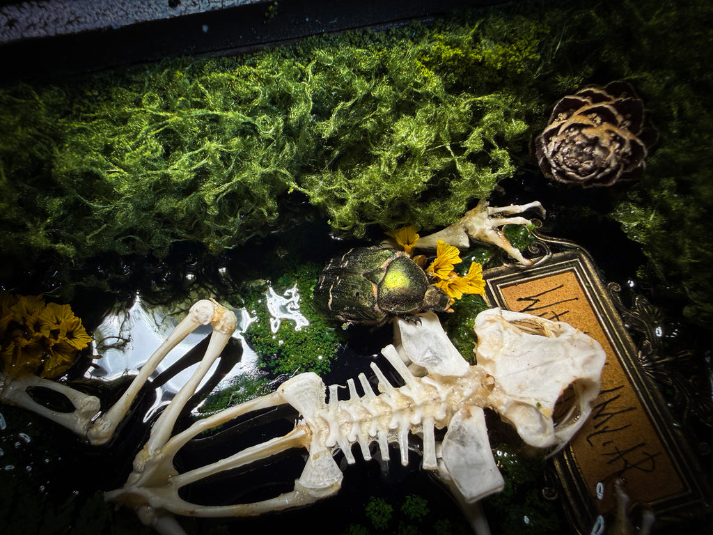 Bufo Viridis | handmade gothic shadowbox with toad skeleton, resin lake surface, green beetles and moss | Morbid Oddities

