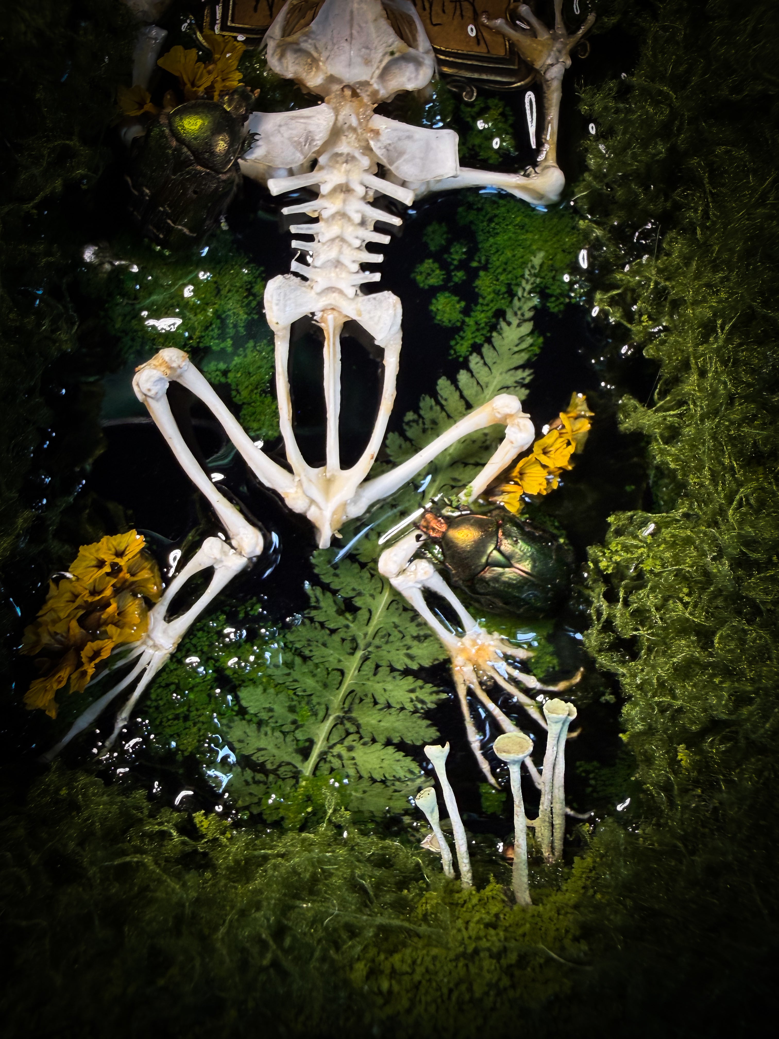 Bufo Viridis | handmade gothic shadowbox with toad skeleton, resin lake surface, green beetles and moss | Morbid Oddities
