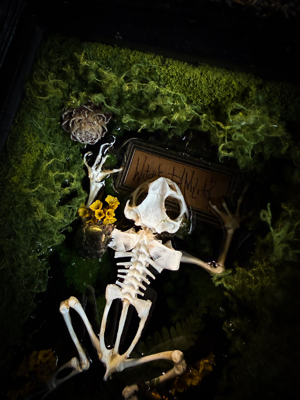 Bufo Viridis | handmade gothic shadowbox with toad skeleton, resin lake surface, green beetles and moss | Morbid Oddities

