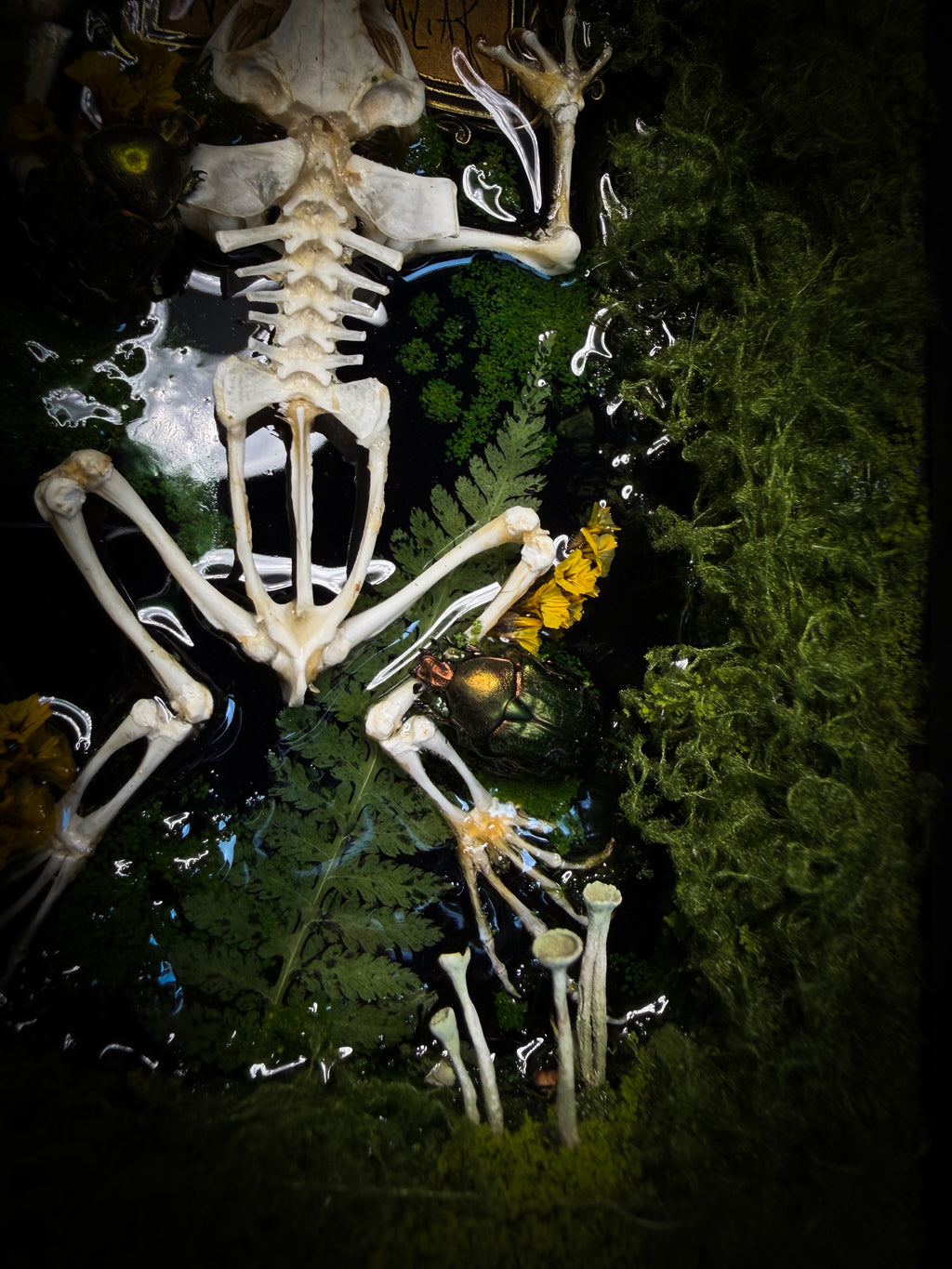 Bufo Viridis | handmade gothic shadowbox with toad skeleton, resin lake surface, green beetles and moss | Morbid Oddities
