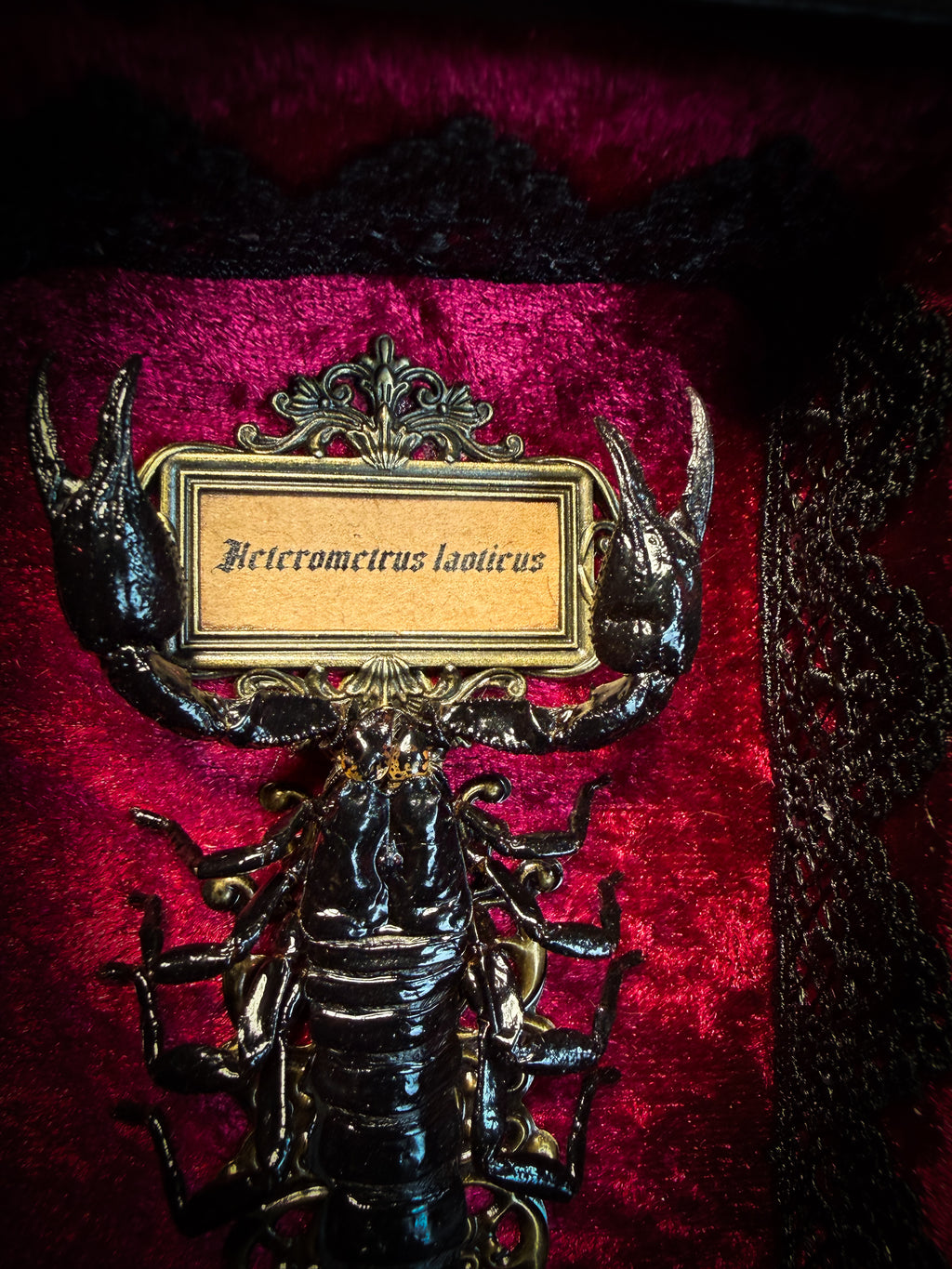 Crimson Throne | handmade gothic shadowbox with real preserved scorpion, crimson velvet, baroque hand-cast frame | Morbid Oddities
