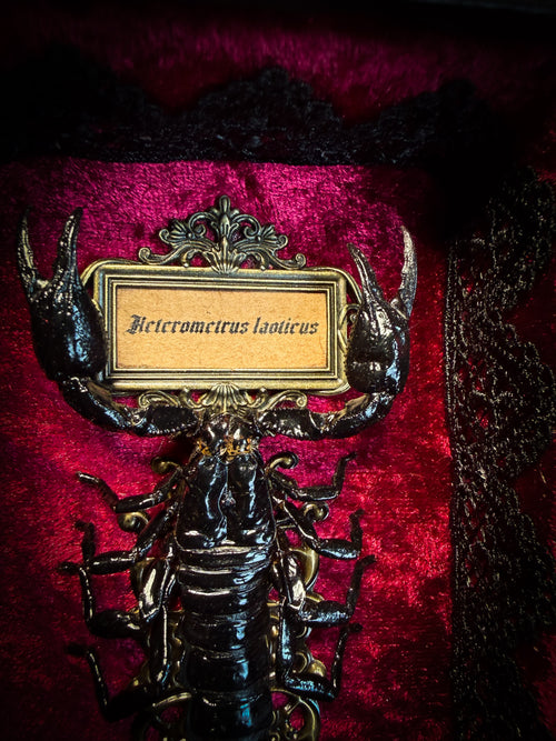 Crimson Throne | handmade gothic shadowbox with real preserved scorpion, crimson velvet, baroque hand-cast frame | Morbid Oddities
