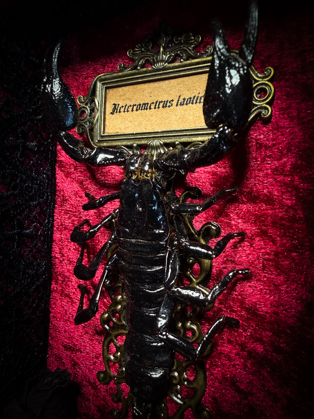 Crimson Throne | handmade gothic shadowbox with real preserved scorpion, crimson velvet, baroque hand-cast frame | Morbid Oddities
