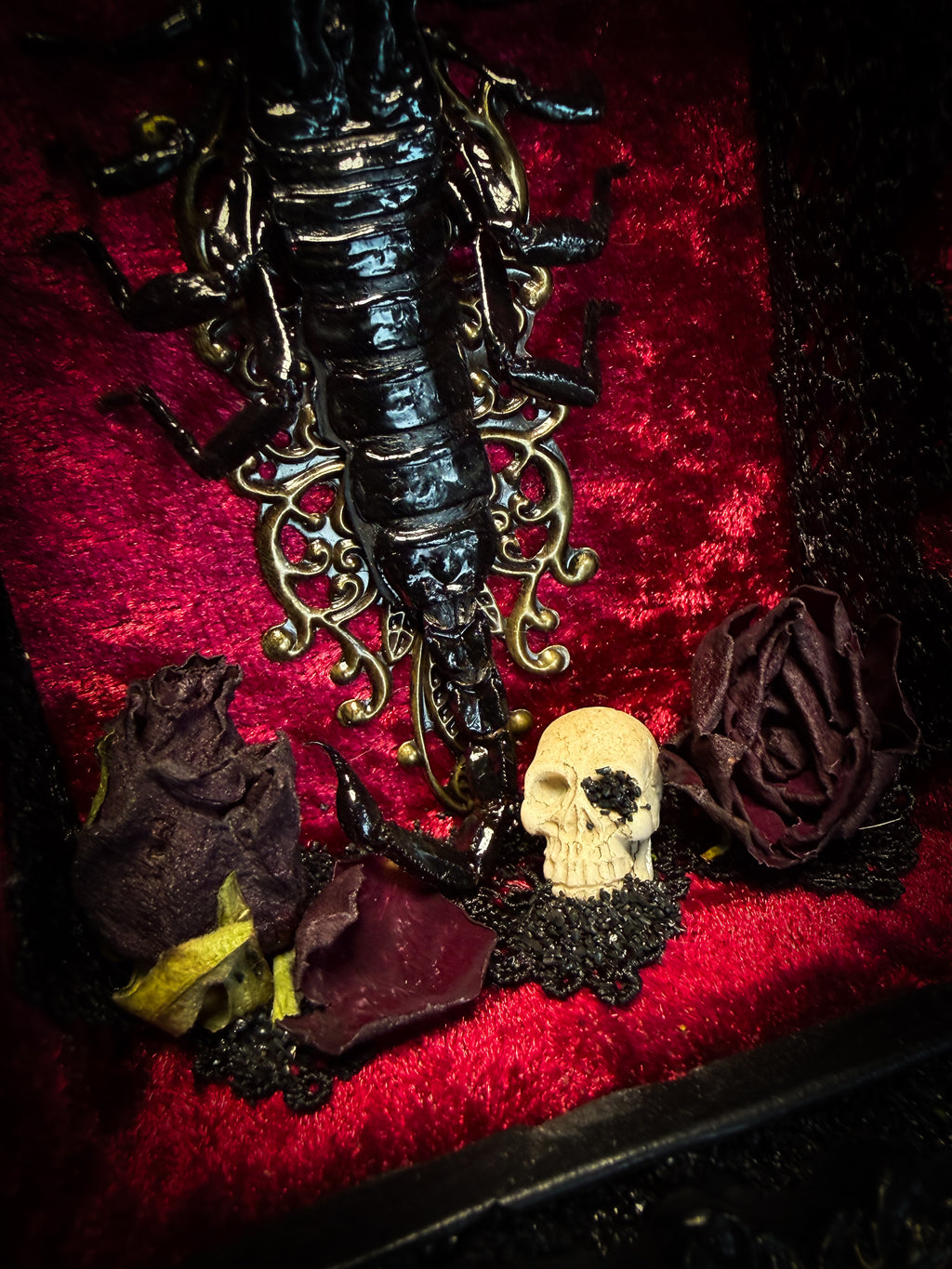 Crimson Throne | handmade gothic shadowbox with real preserved scorpion, crimson velvet, baroque hand-cast frame | Morbid Oddities
