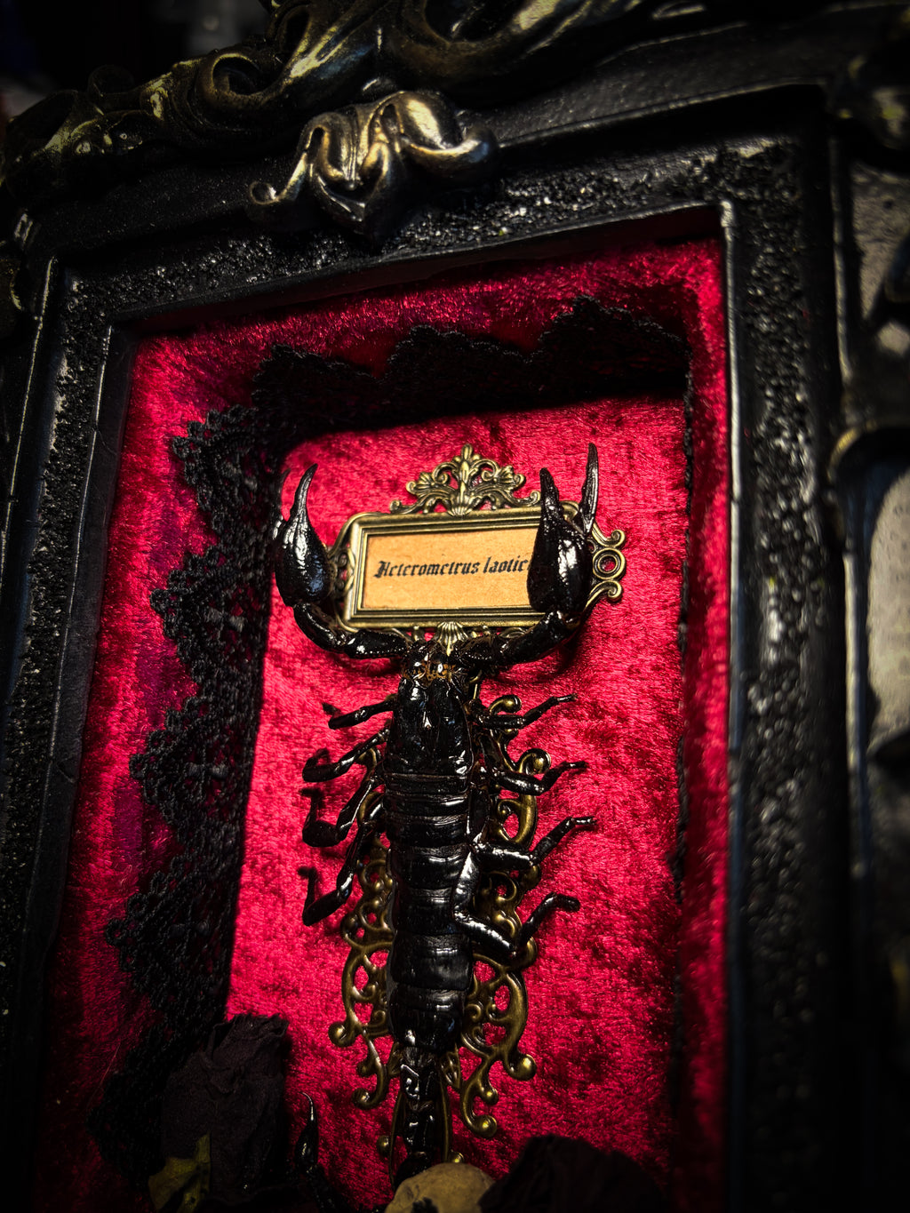 Crimson Throne | handmade gothic shadowbox with real preserved scorpion, crimson velvet, baroque hand-cast frame | Morbid Oddities
