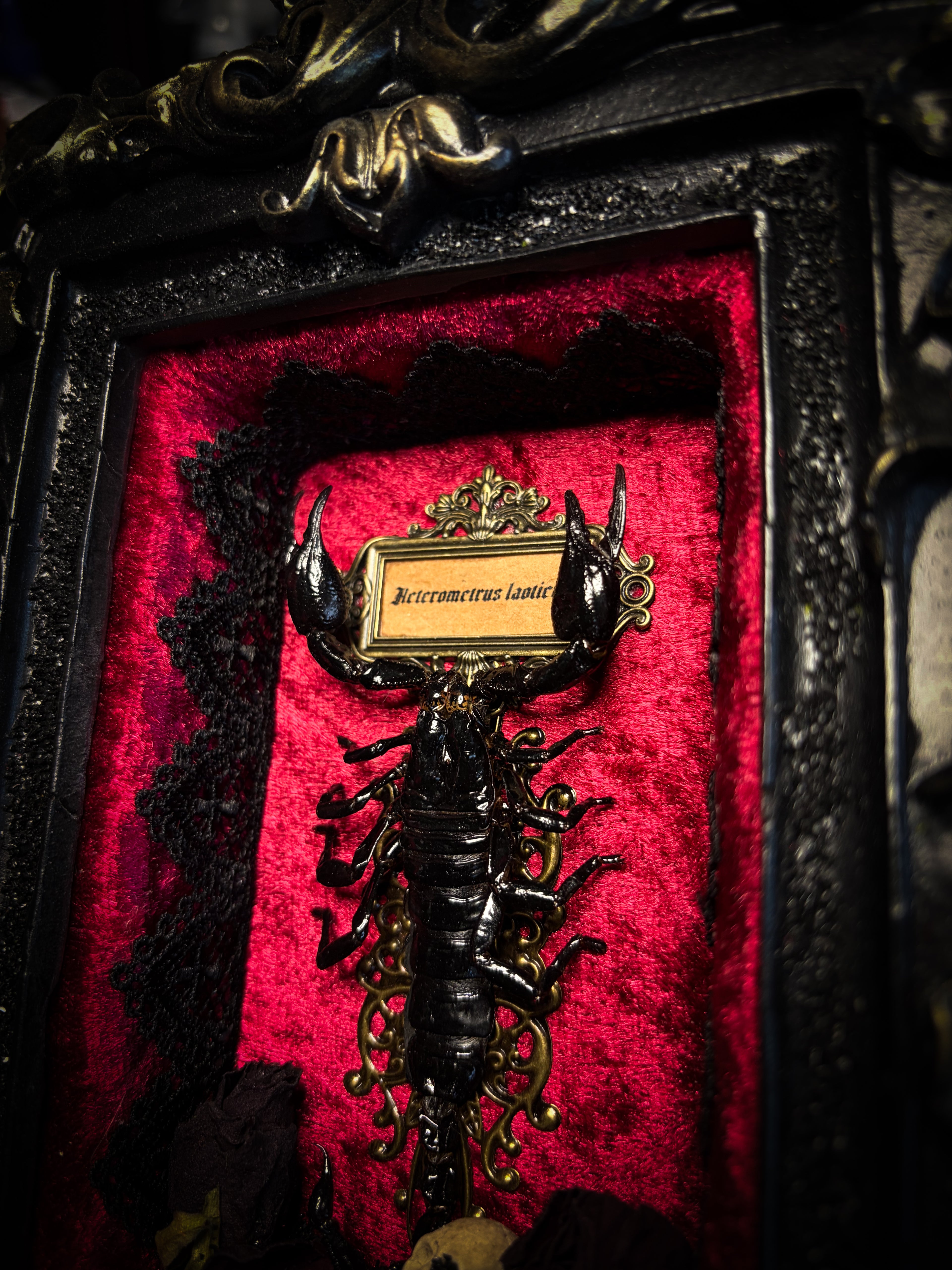 Crimson Throne | handmade gothic shadowbox with real preserved scorpion, crimson velvet, baroque hand-cast frame | Morbid Oddities
