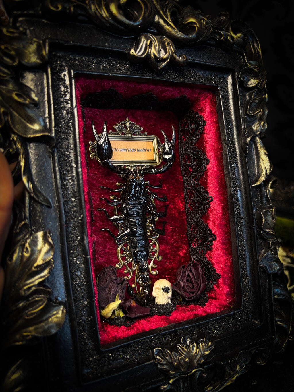 Crimson Throne | handmade gothic shadowbox with real preserved scorpion, crimson velvet, baroque hand-cast frame | Morbid Oddities
