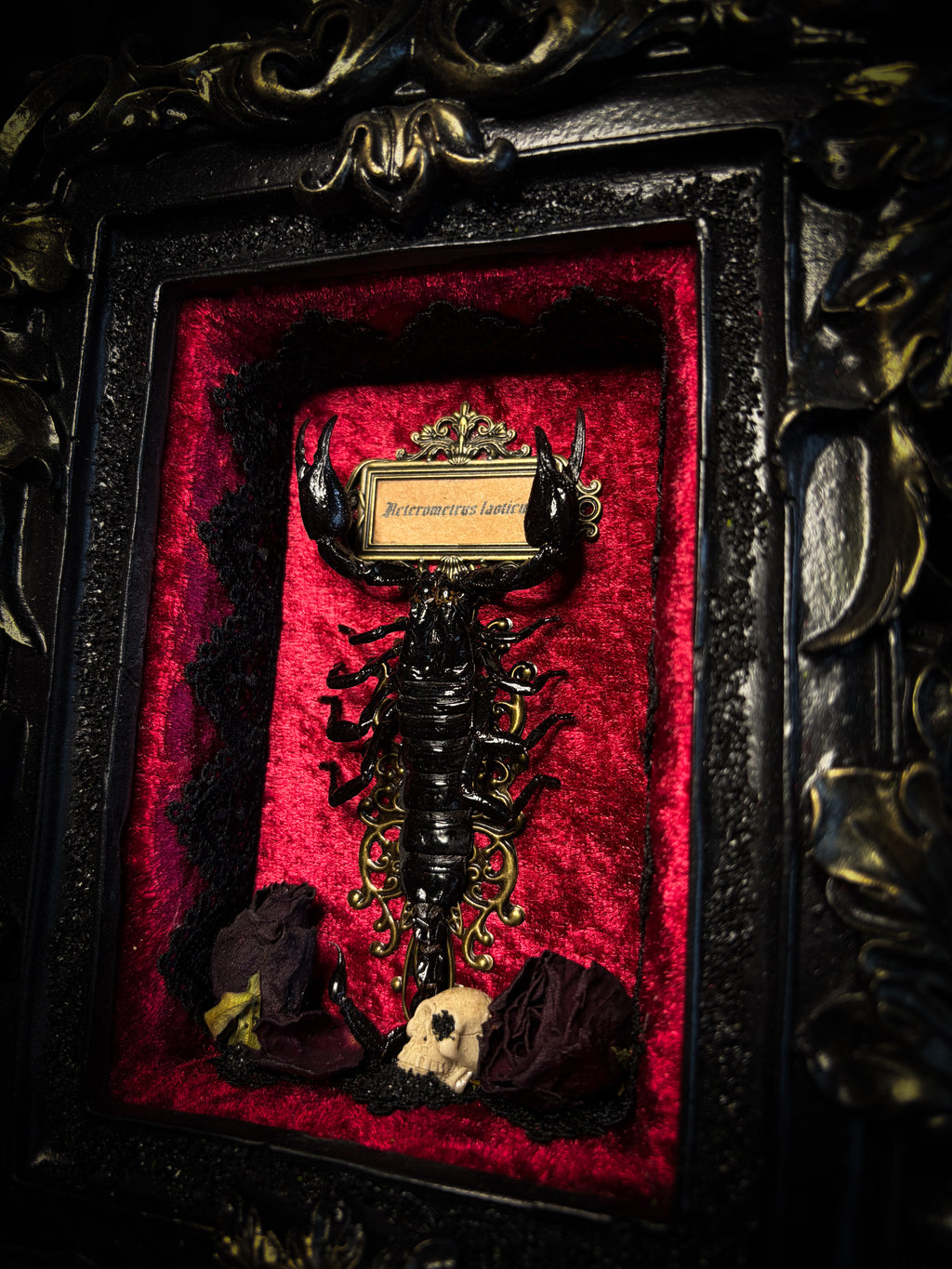 Crimson Throne | handmade gothic shadowbox with real preserved scorpion, crimson velvet, baroque hand-cast frame | Morbid Oddities
