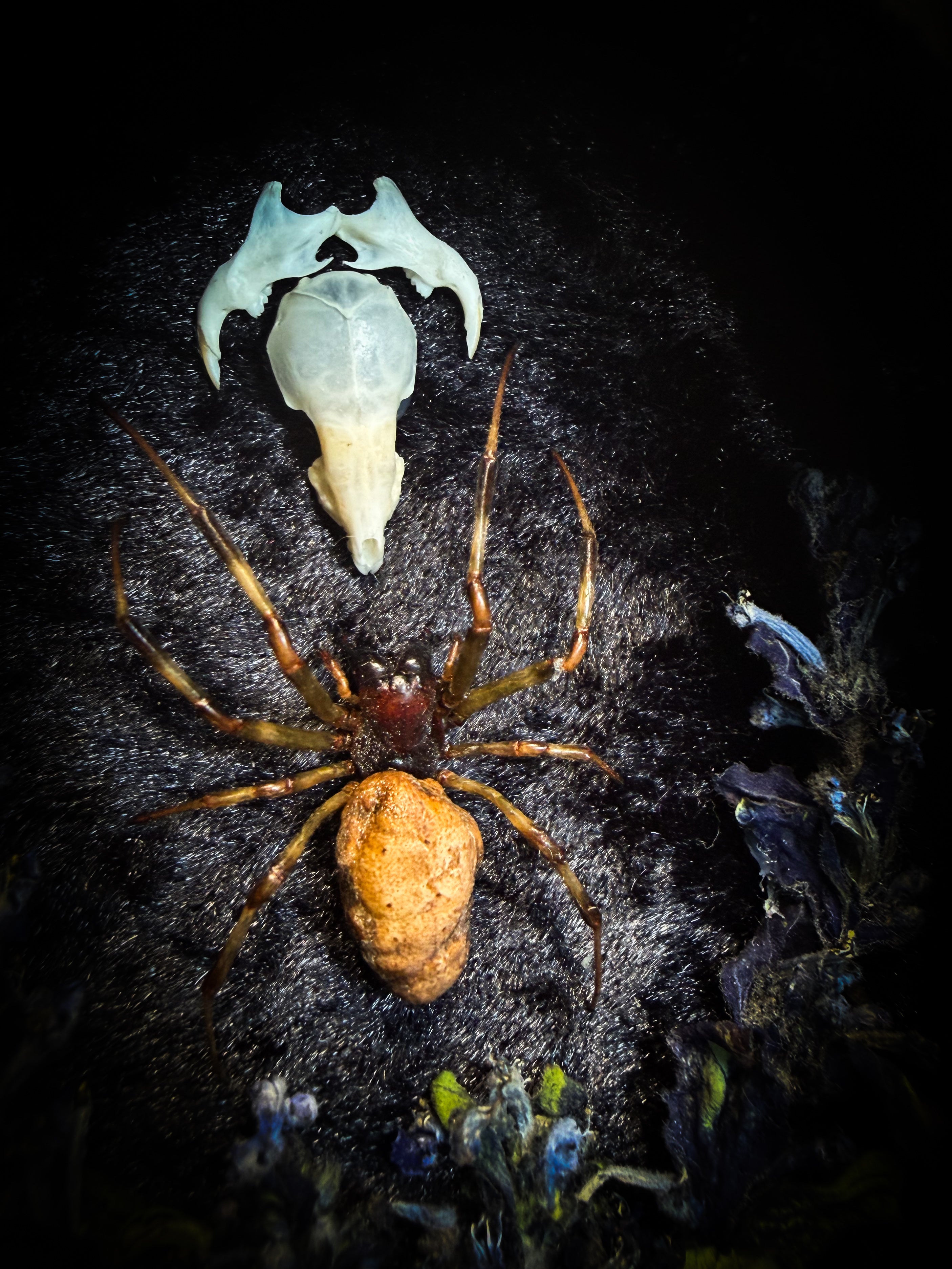 Arachne's Reliquary | handmade gothic shadowbox with Nephilengys malabarensis spider, shrew skull, black velvet and lace | Morbid Oddities
