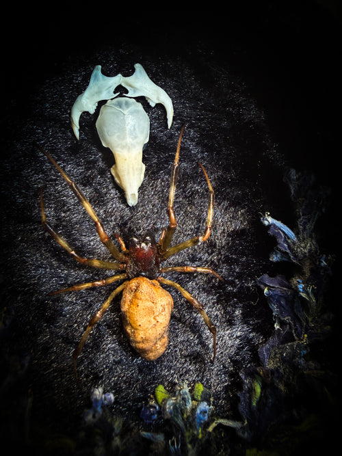 Arachne's Reliquary | handmade gothic shadowbox with Nephilengys malabarensis spider, shrew skull, black velvet and lace | Morbid Oddities
