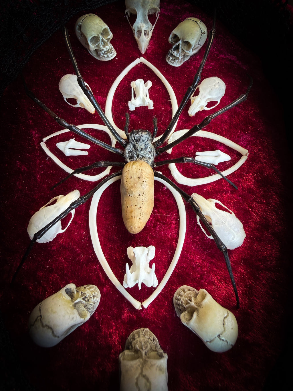Ossuary Maswerk | handmade gothic shadowbox with Nephilia vitiana spider, real animal skulls and bones in bone maswerk, crimson velvet | Morbid Oddities
