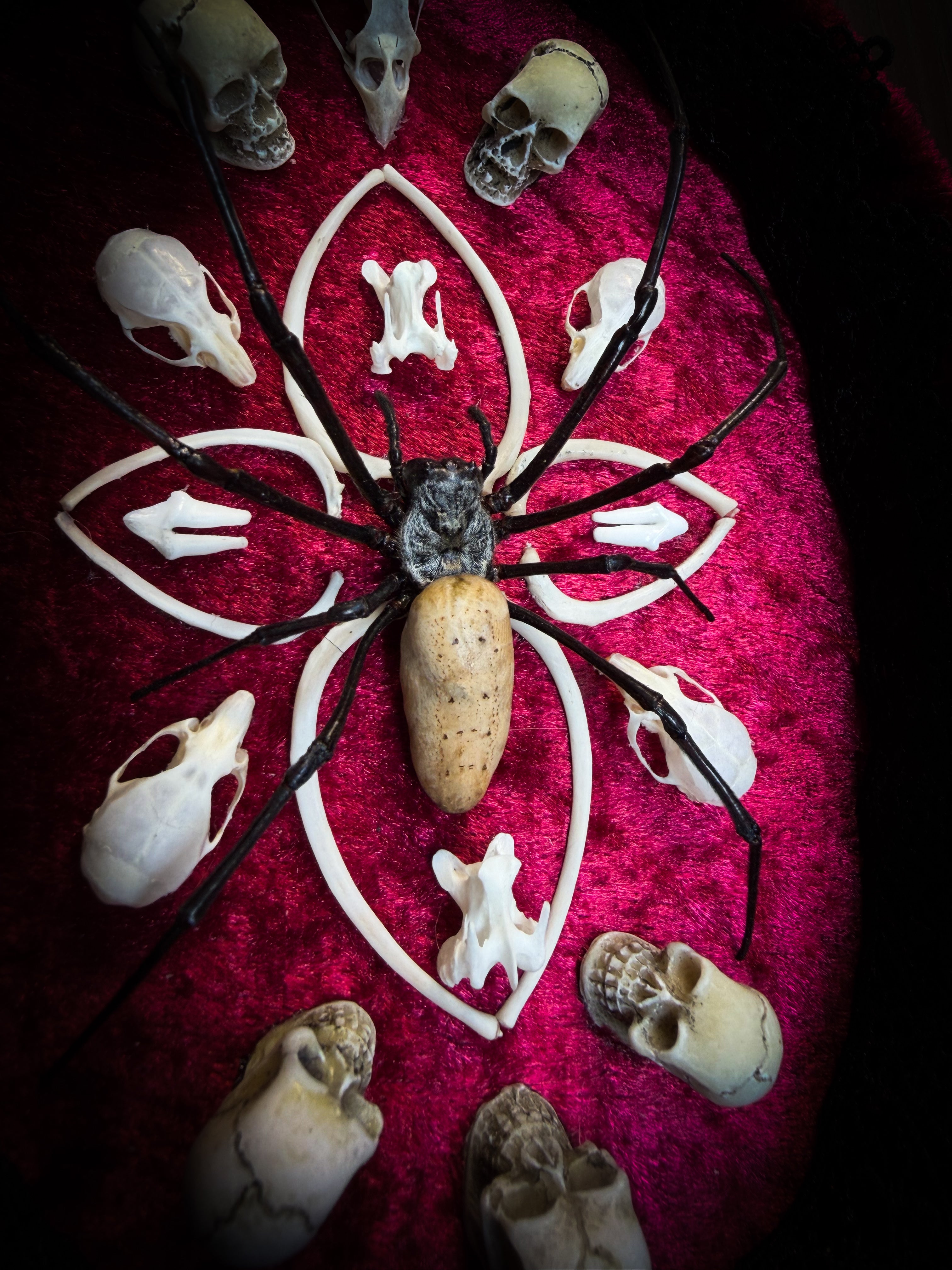 Ossuary Maswerk | handmade gothic shadowbox with Nephilia vitiana spider, real animal skulls and bones in bone maswerk, crimson velvet | Morbid Oddities
