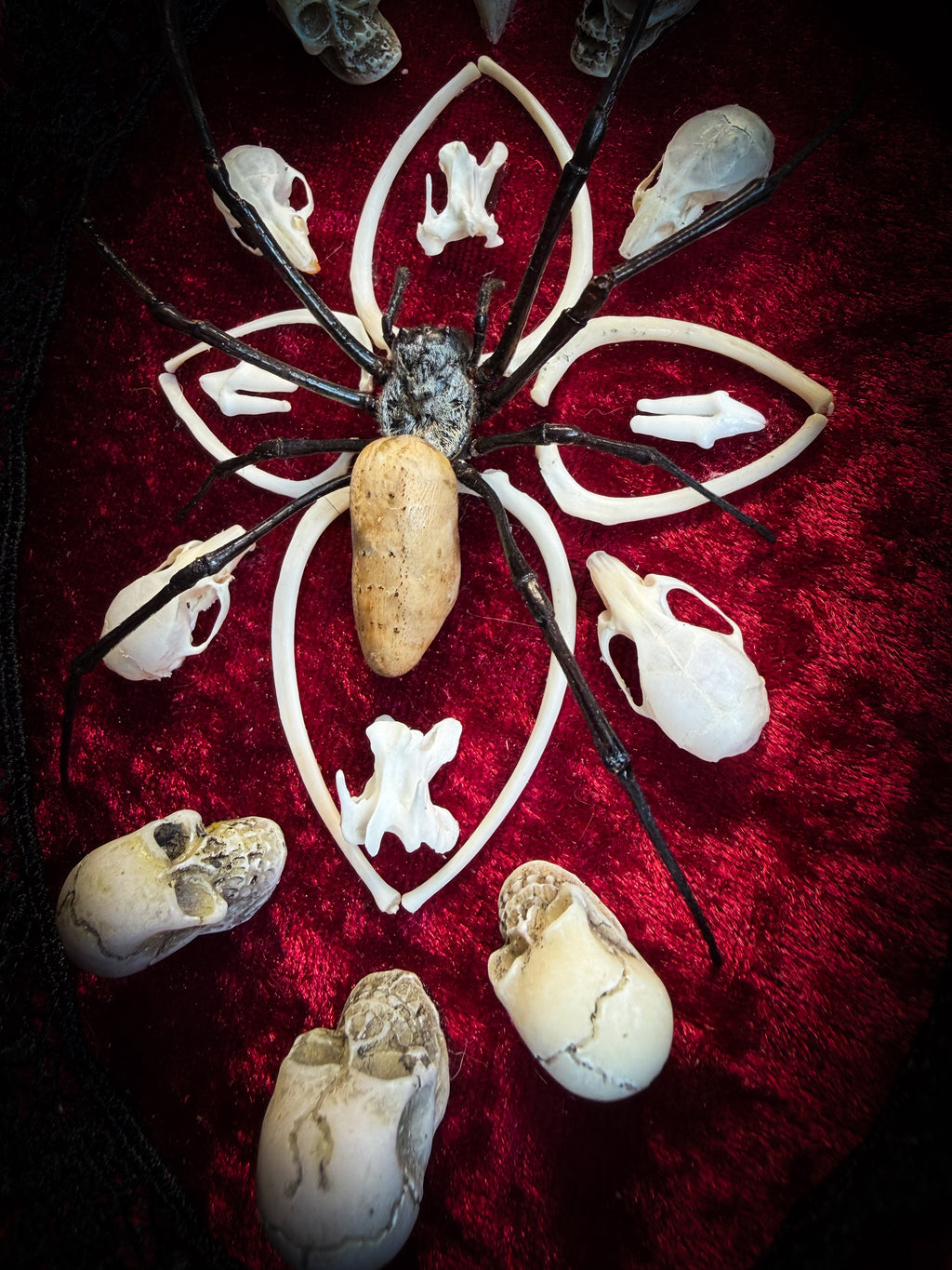 Ossuary Maswerk | handmade gothic shadowbox with Nephilia vitiana spider, real animal skulls and bones in bone maswerk, crimson velvet | Morbid Oddities
