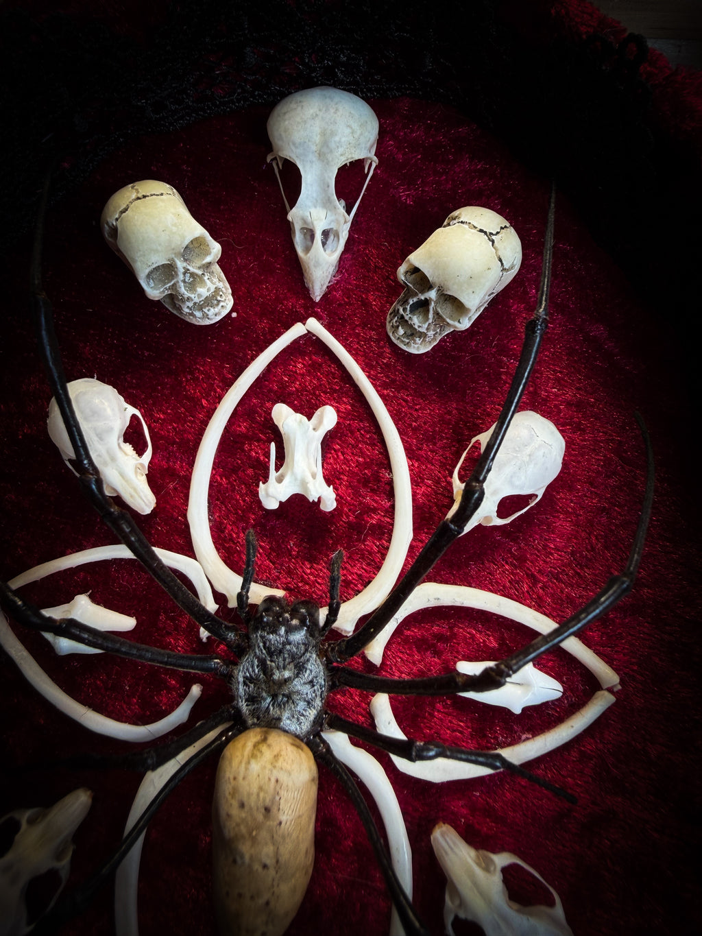 Ossuary Maswerk | handmade gothic shadowbox with Nephilia vitiana spider, real animal skulls and bones in bone maswerk, crimson velvet | Morbid Oddities
