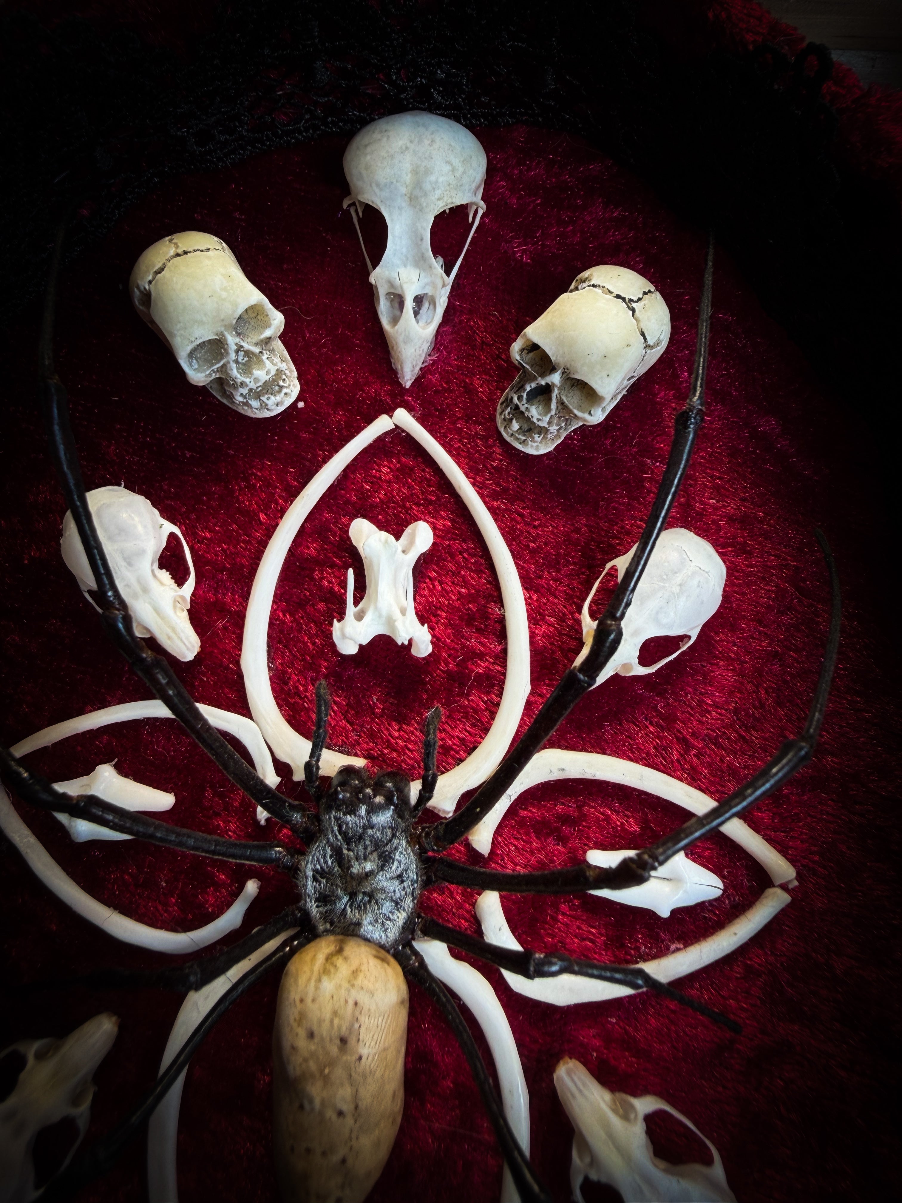 Ossuary Maswerk | handmade gothic shadowbox with Nephilia vitiana spider, real animal skulls and bones in bone maswerk, crimson velvet | Morbid Oddities
