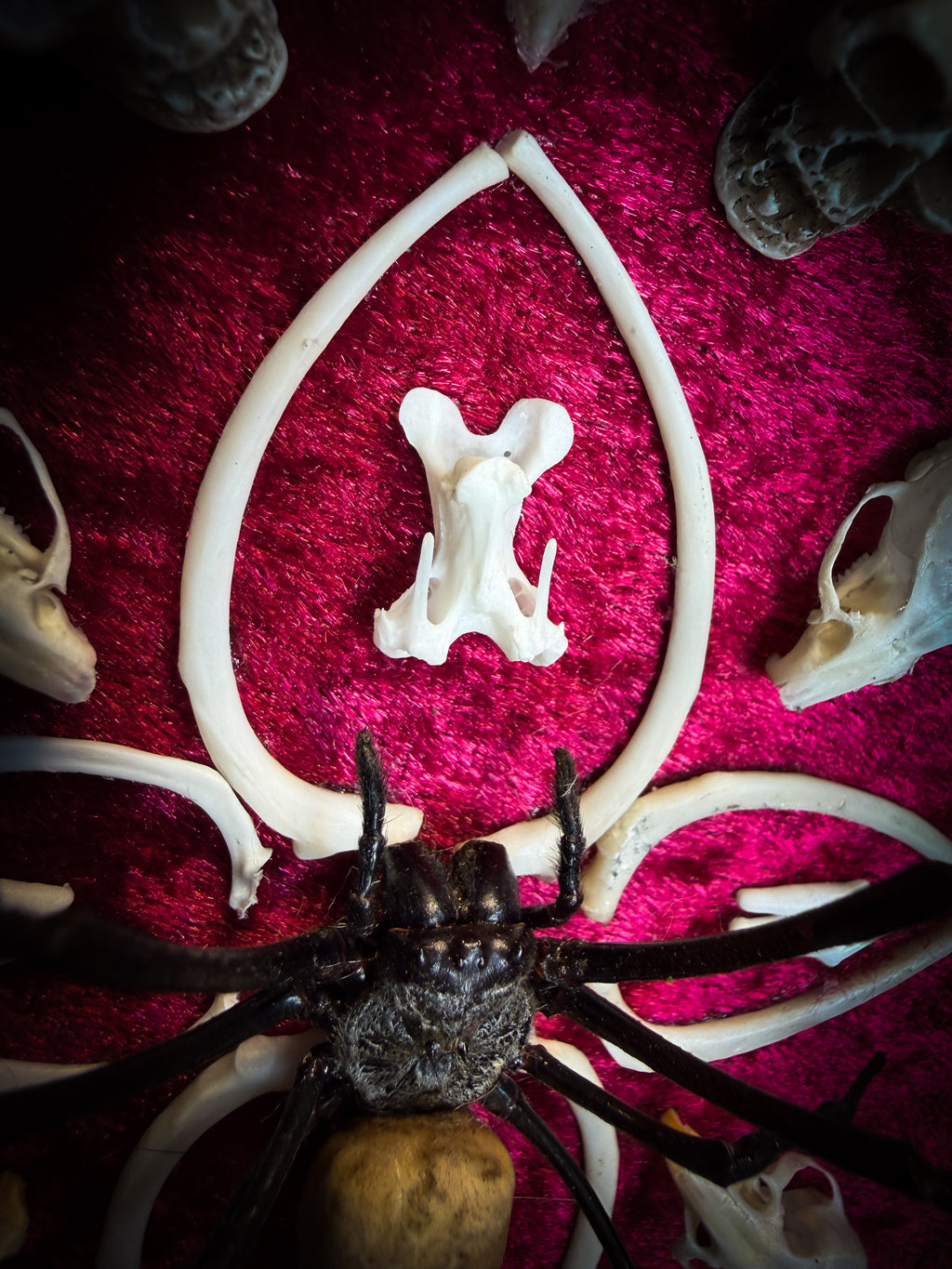 Ossuary Maswerk | handmade gothic shadowbox with Nephilia vitiana spider, real animal skulls and bones in bone maswerk, crimson velvet | Morbid Oddities
