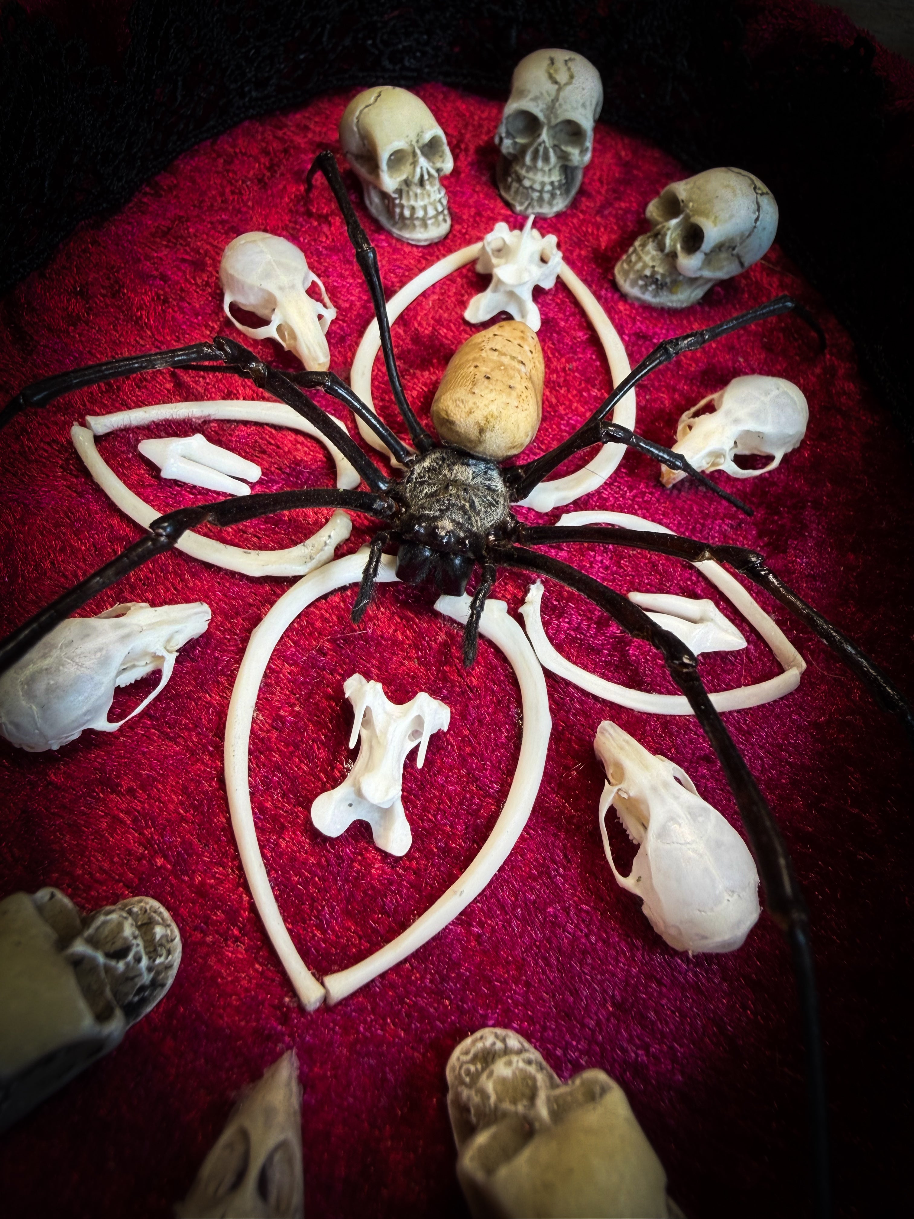 Ossuary Maswerk | handmade gothic shadowbox with Nephilia vitiana spider, real animal skulls and bones in bone maswerk, crimson velvet | Morbid Oddities
