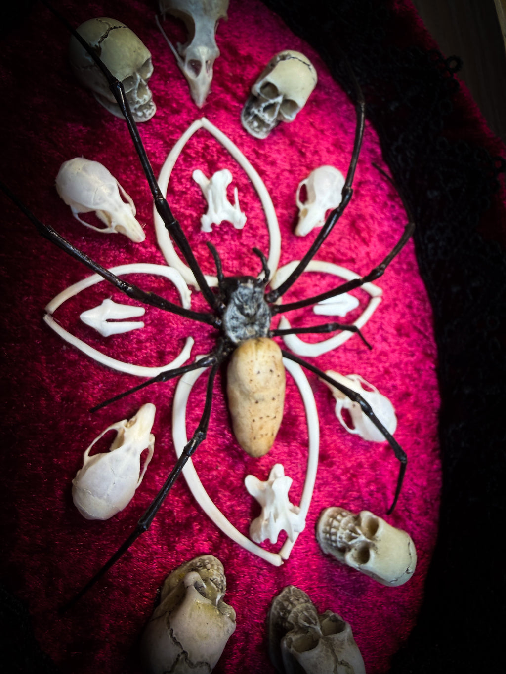 Ossuary Maswerk | handmade gothic shadowbox with Nephilia vitiana spider, real animal skulls and bones in bone maswerk, crimson velvet | Morbid Oddities
