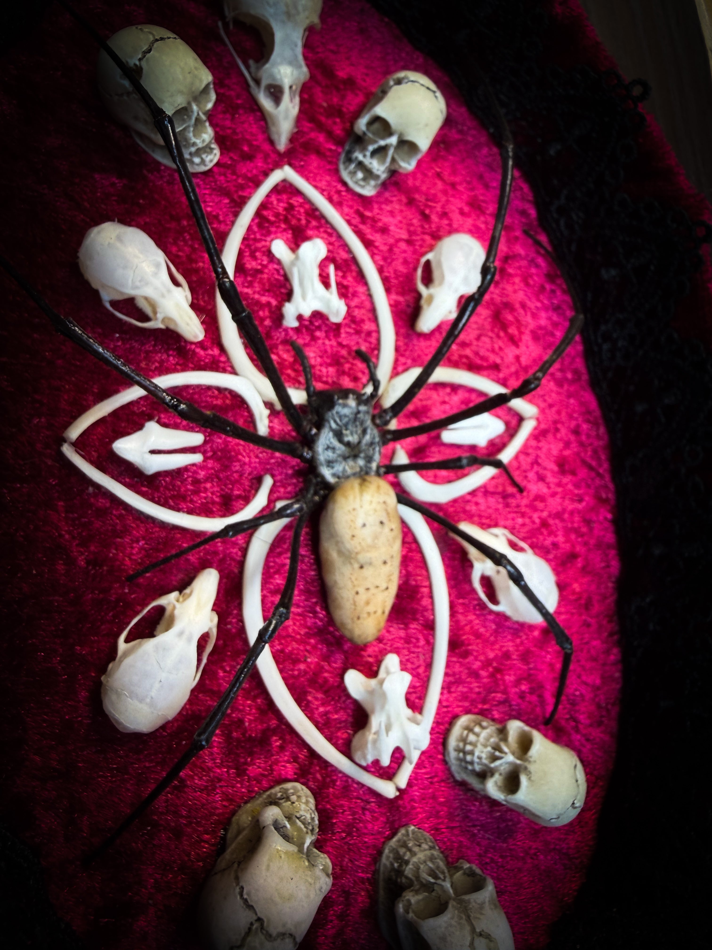 Ossuary Maswerk | handmade gothic shadowbox with Nephilia vitiana spider, real animal skulls and bones in bone maswerk, crimson velvet | Morbid Oddities
