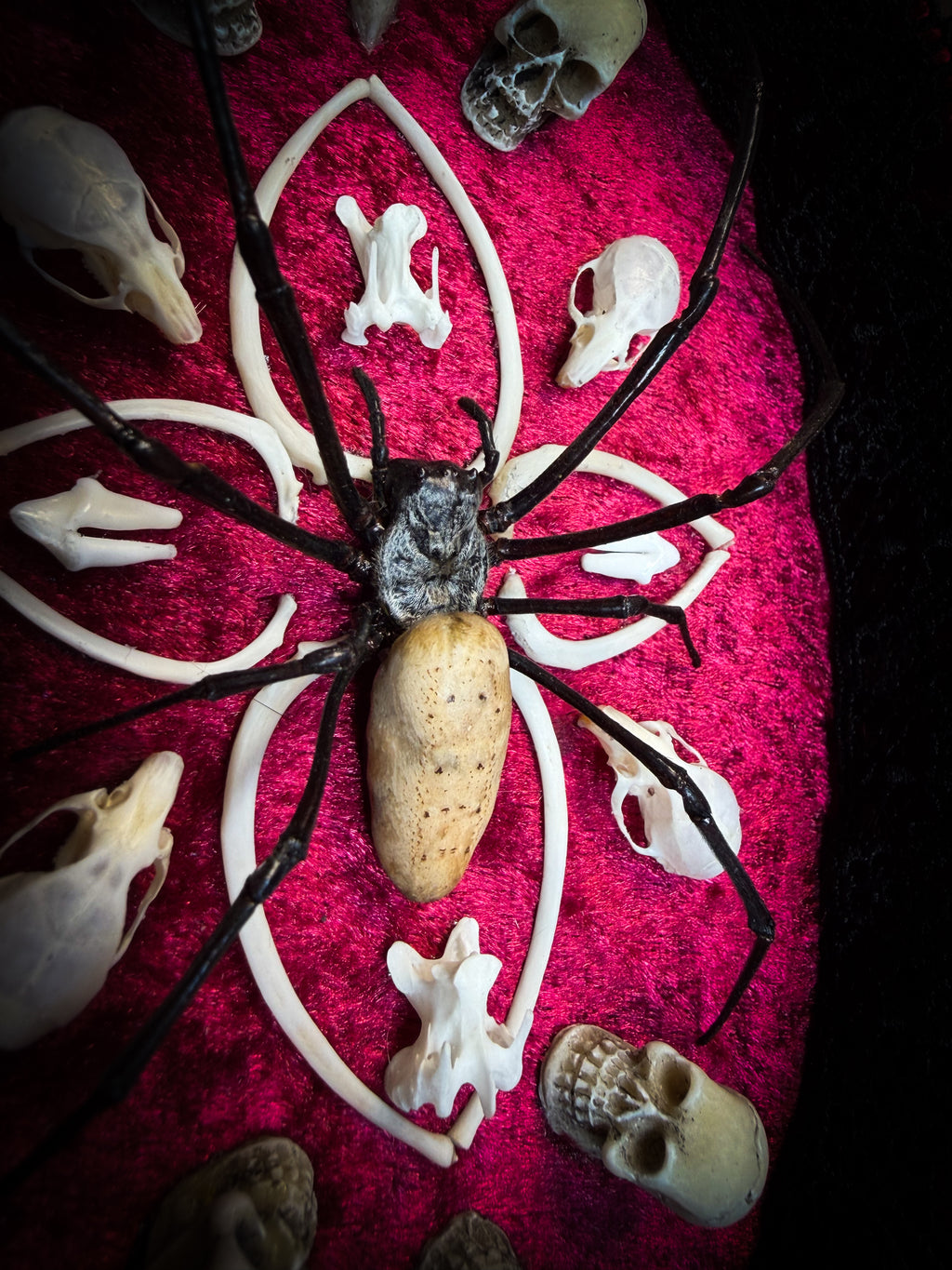 Ossuary Maswerk | handmade gothic shadowbox with Nephilia vitiana spider, real animal skulls and bones in bone maswerk, crimson velvet | Morbid Oddities
