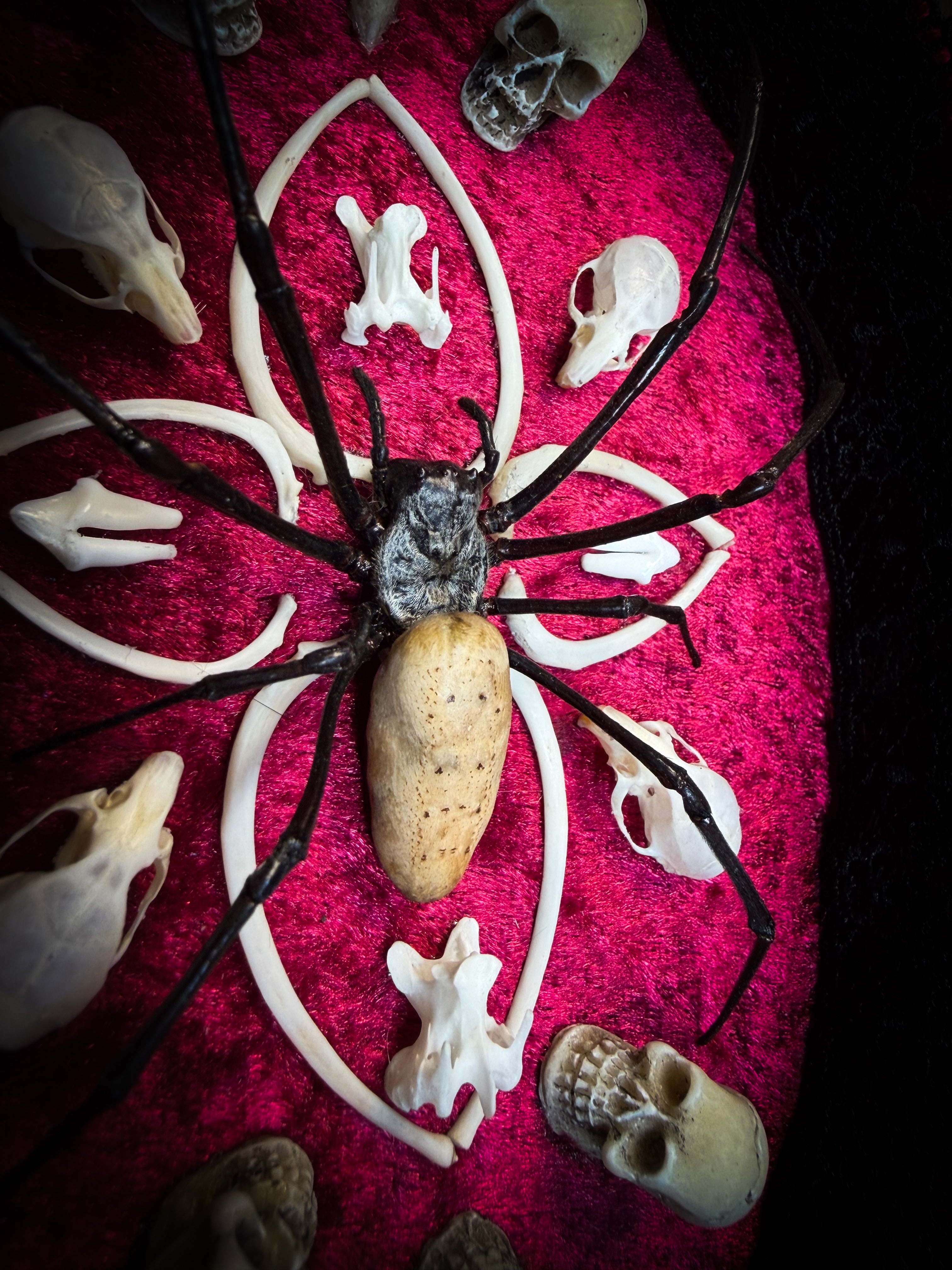 Ossuary Maswerk | handmade gothic shadowbox with Nephilia vitiana spider, real animal skulls and bones in bone maswerk, crimson velvet | Morbid Oddities
