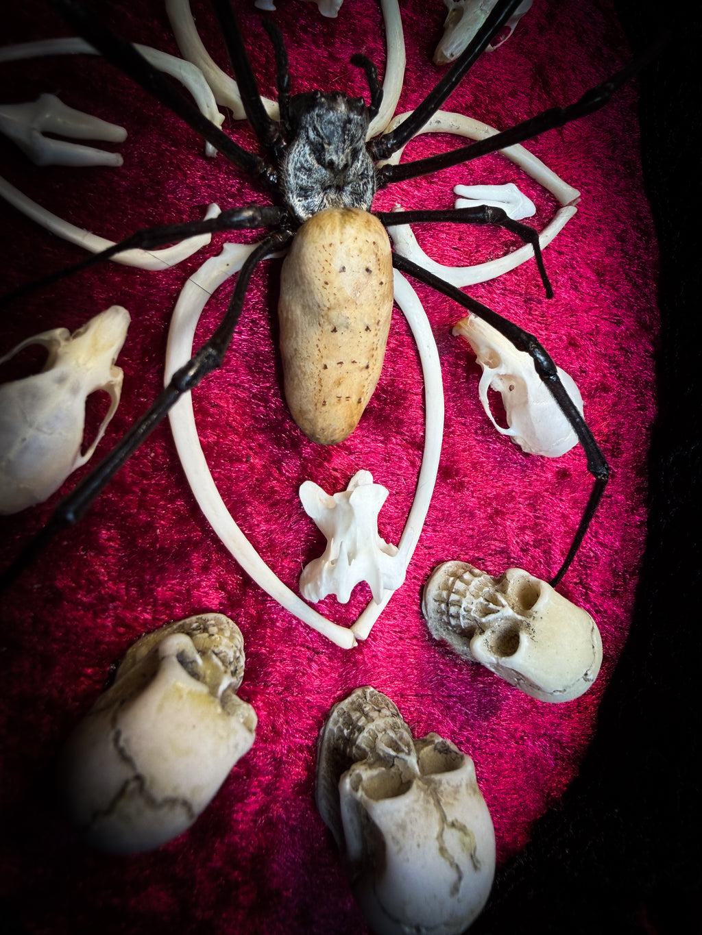 Ossuary Maswerk | handmade gothic shadowbox with Nephilia vitiana spider, real animal skulls and bones in bone maswerk, crimson velvet | Morbid Oddities
