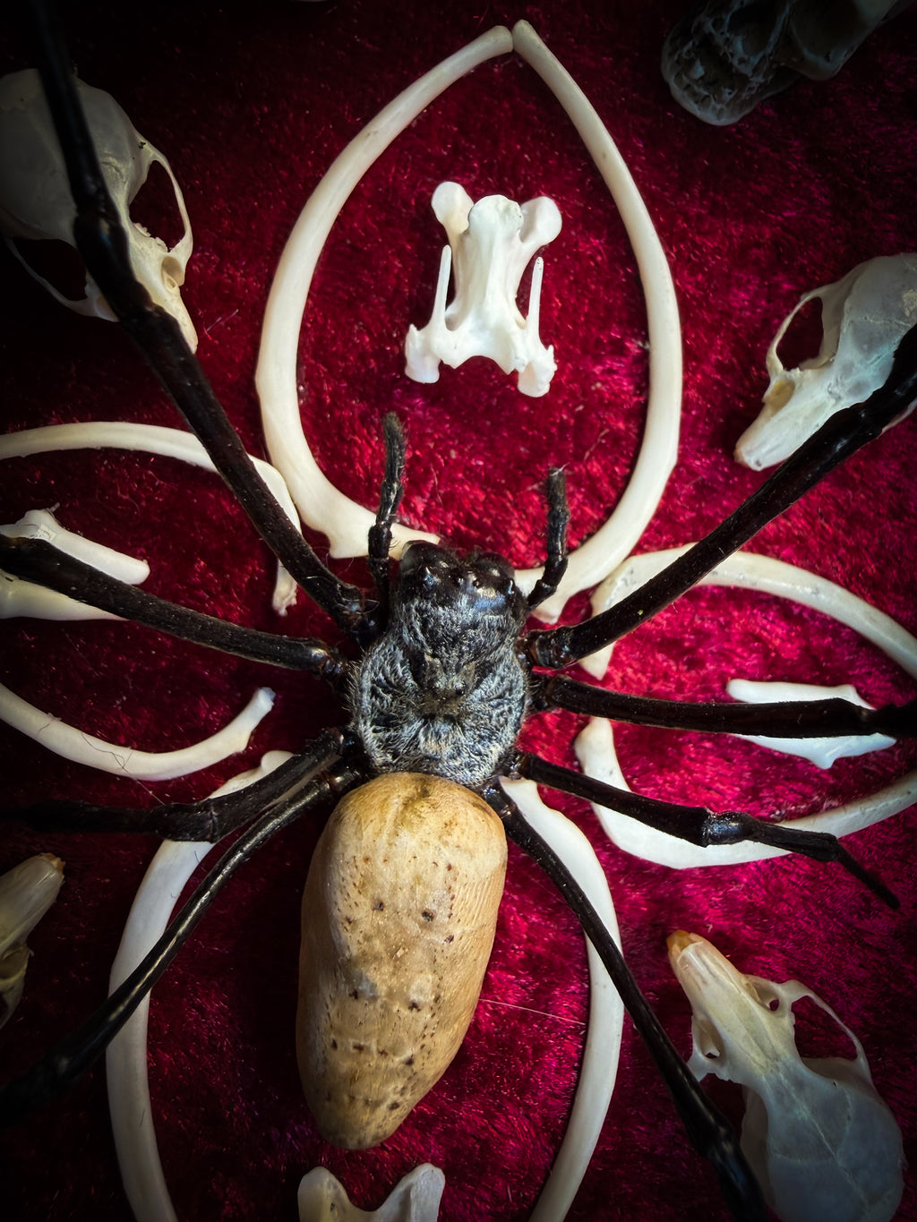 Ossuary Maswerk | handmade gothic shadowbox with Nephilia vitiana spider, real animal skulls and bones in bone maswerk, crimson velvet | Morbid Oddities

