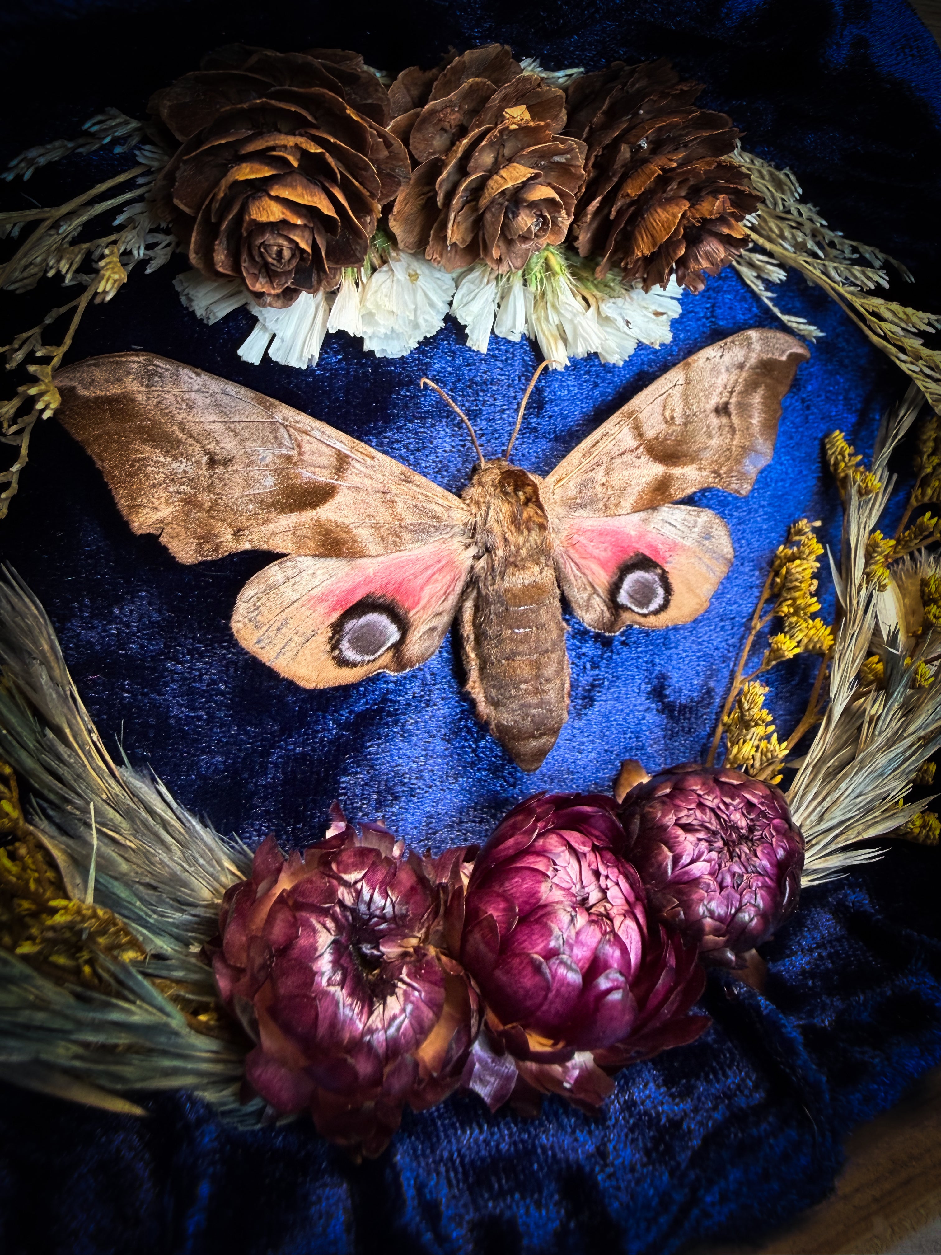 The Dreaming Eye | handmade gothic shadowbox with Smerinthus ocellata hawk-moth, blue velvet background, pine cones and dried flowers | Morbid Oddities
