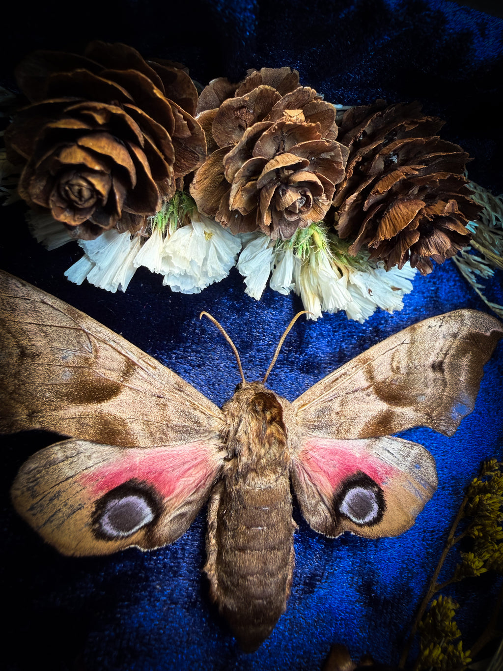 The Dreaming Eye | handmade gothic shadowbox with Smerinthus ocellata hawk-moth, blue velvet background, pine cones and dried flowers | Morbid Oddities
