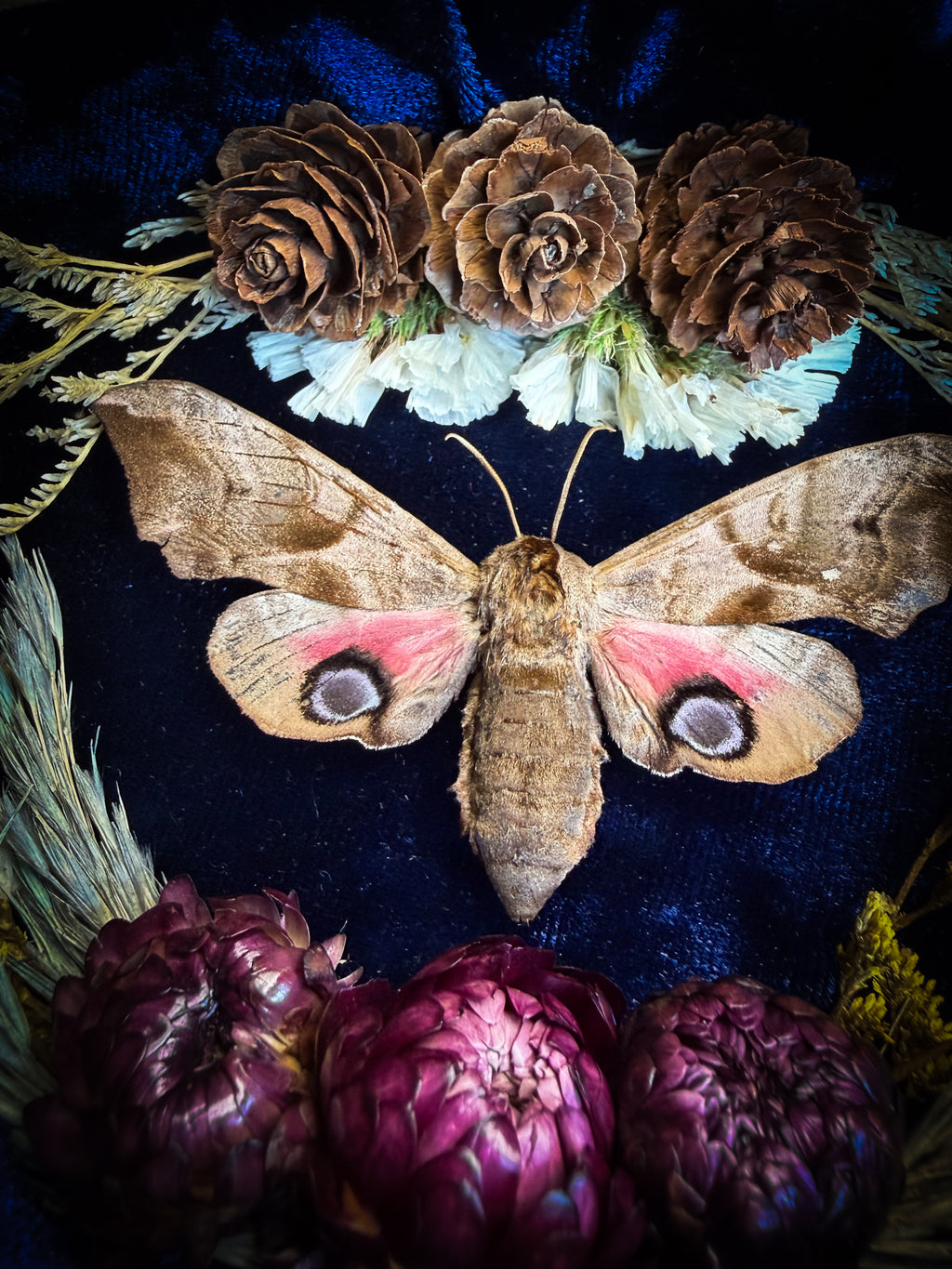 The Dreaming Eye | handmade gothic shadowbox with Smerinthus ocellata hawk-moth, blue velvet background, pine cones and dried flowers | Morbid Oddities
