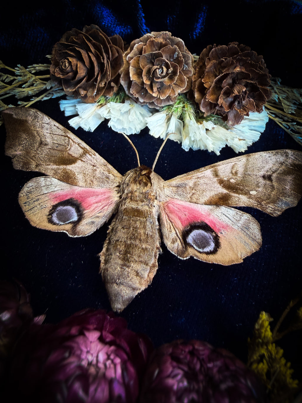 The Dreaming Eye | handmade gothic shadowbox with Smerinthus ocellata hawk-moth, blue velvet background, pine cones and dried flowers | Morbid Oddities
