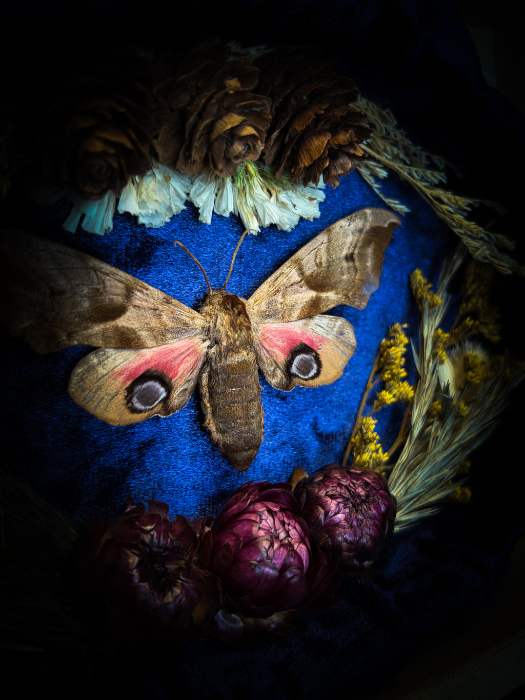 The Dreaming Eye | handmade gothic shadowbox with Smerinthus ocellata hawk-moth, blue velvet background, pine cones and dried flowers | Morbid Oddities
