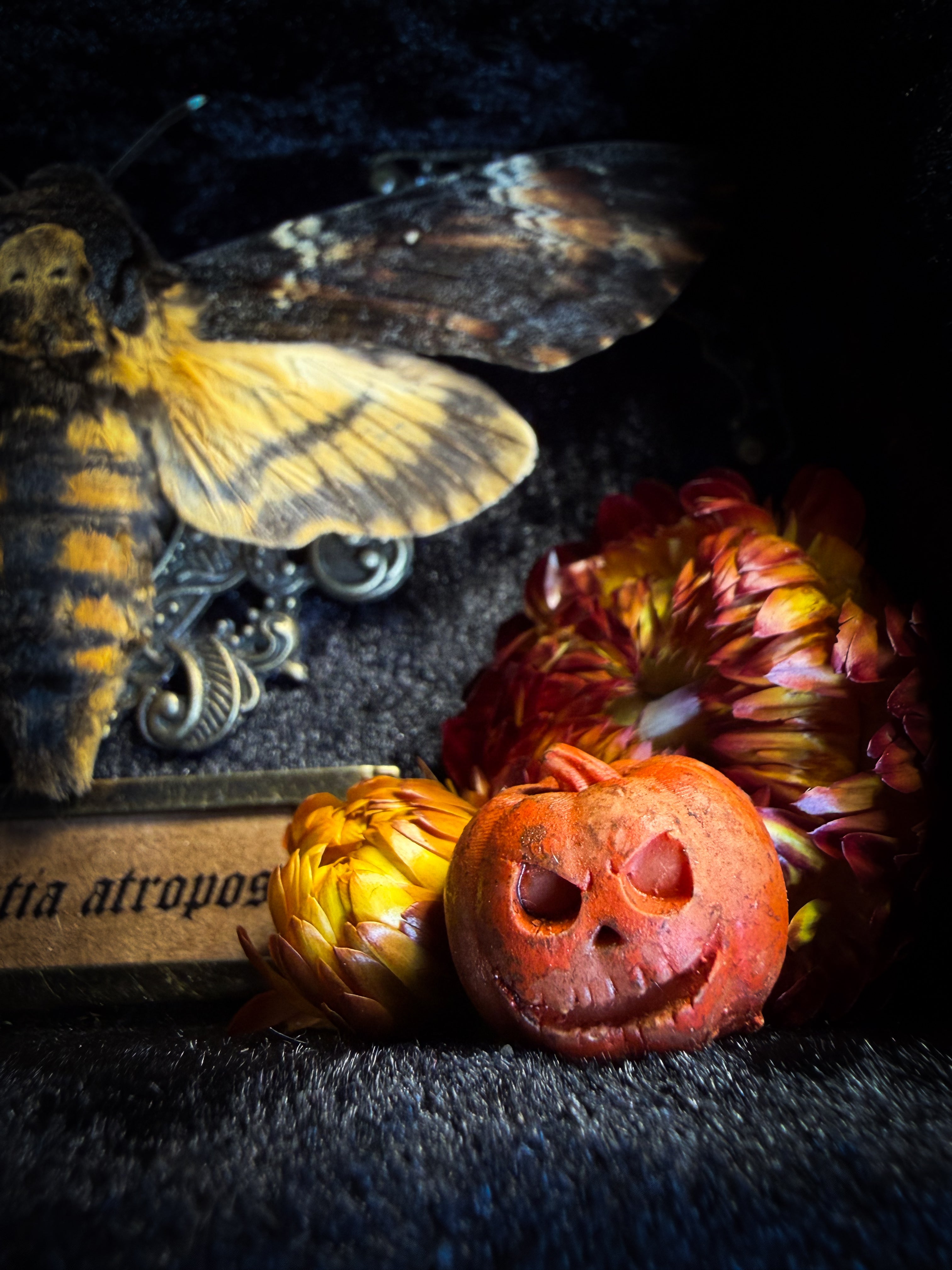 Death's Lantern | handmade gothic shadowbox with Acherontia atropos death's-head hawk-moth, dried pumpkins and flowers, black and gold baroque frame | Morbid Oddities

