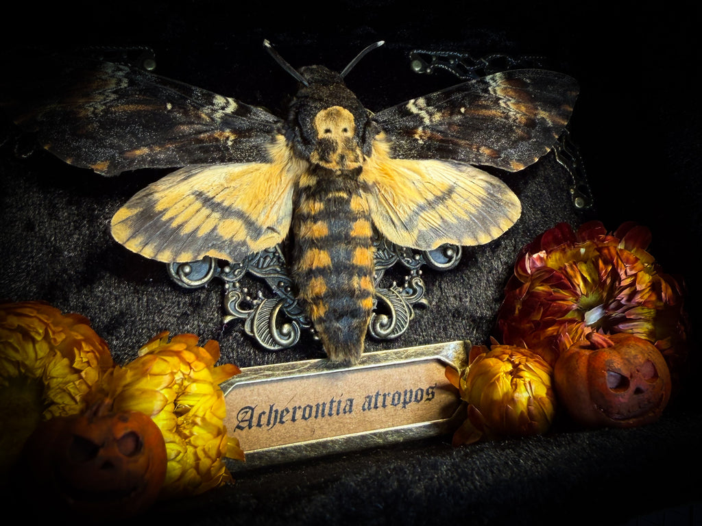 Death's Lantern | handmade gothic shadowbox with Acherontia atropos death's-head hawk-moth, dried pumpkins and flowers, black and gold baroque frame | Morbid Oddities
