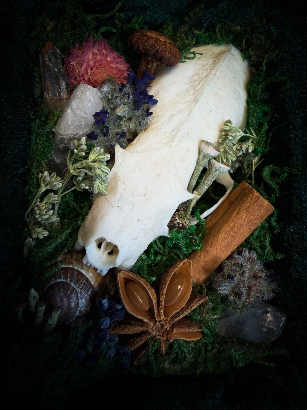 The Forest Keeps | handmade whimsical shadowbox with mink skull, moss, mushrooms, snail shell, crystals and dried botanicals, black and gold baroque frame | Morbid Oddities
