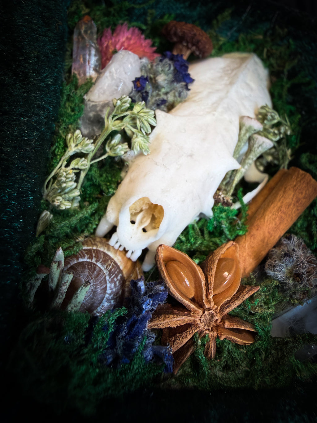 The Forest Keeps | handmade whimsical shadowbox with mink skull, moss, mushrooms, snail shell, crystals and dried botanicals, black and gold baroque frame | Morbid Oddities
