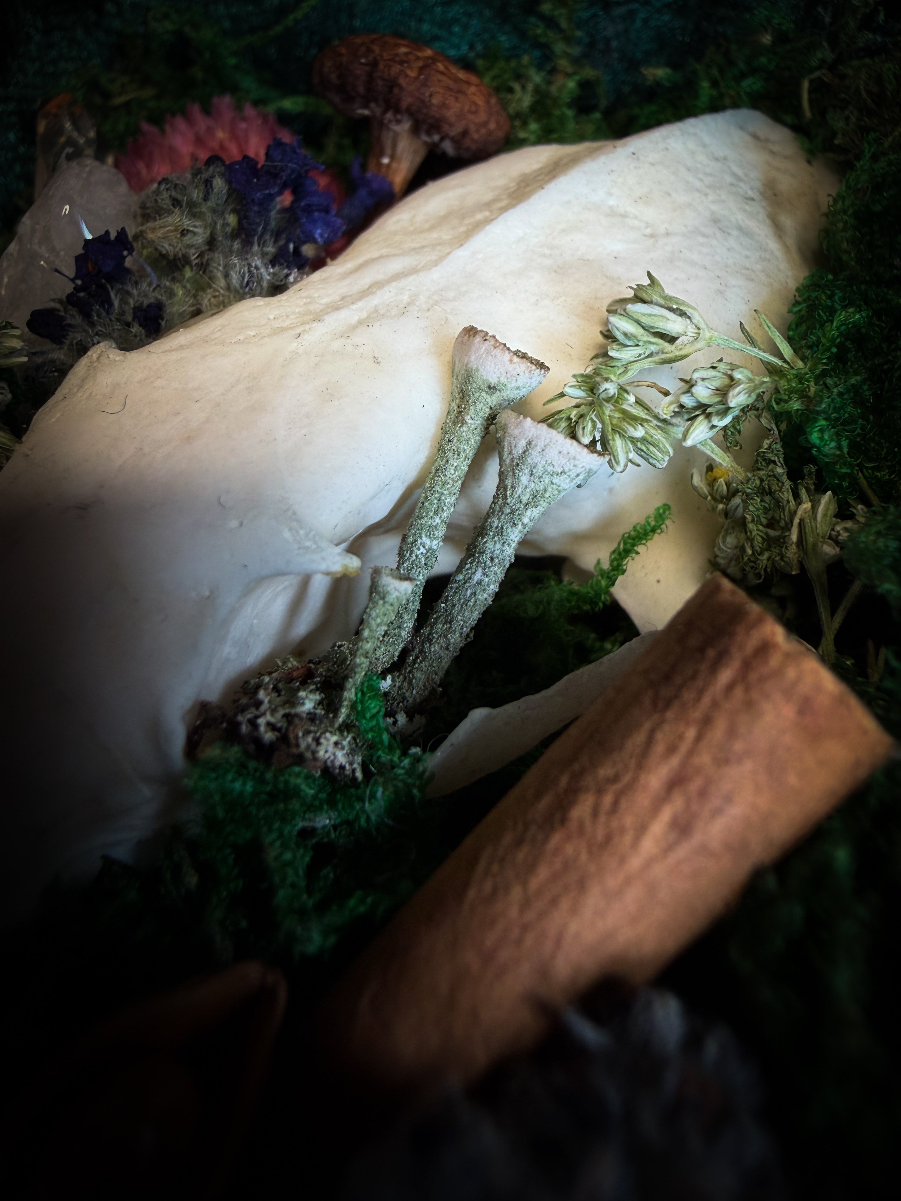 The Forest Keeps | handmade whimsical shadowbox with mink skull, moss, mushrooms, snail shell, crystals and dried botanicals, black and gold baroque frame | Morbid Oddities
