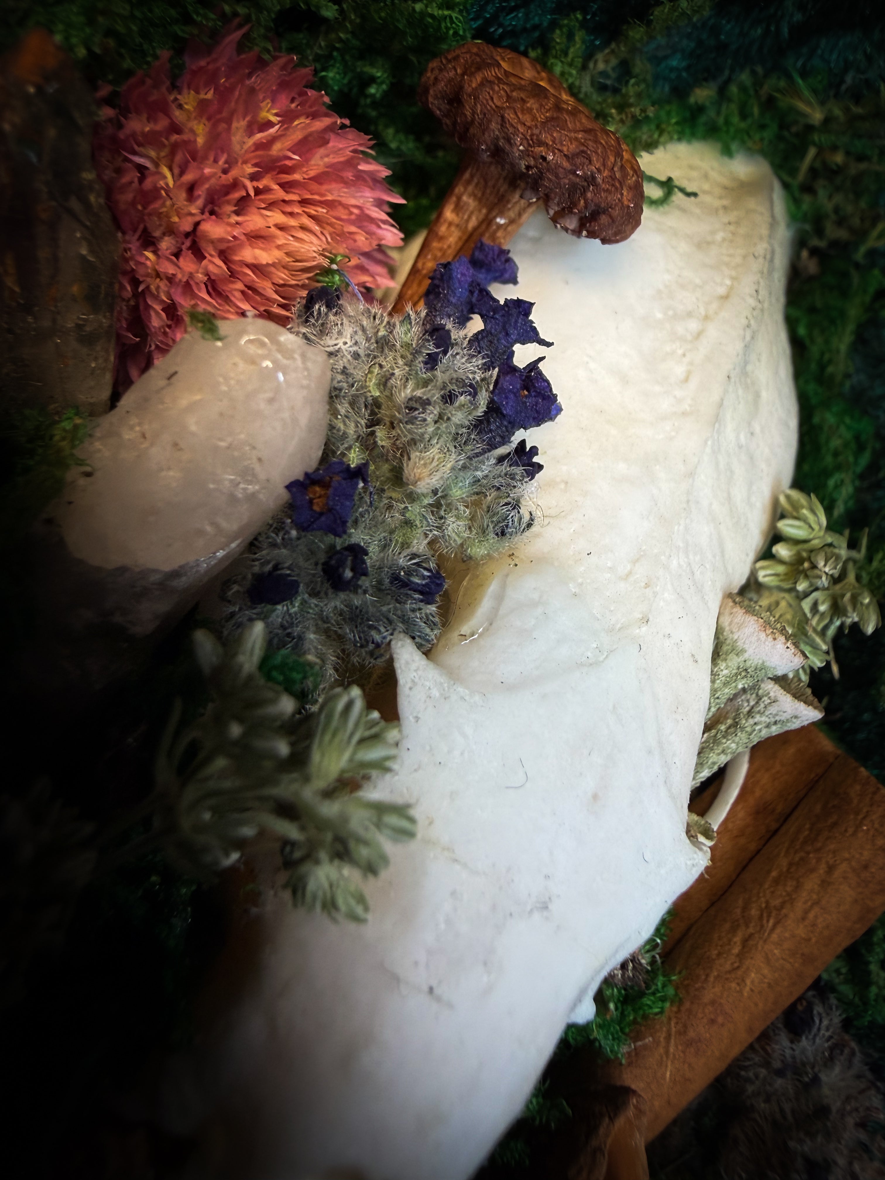 The Forest Keeps | handmade whimsical shadowbox with mink skull, moss, mushrooms, snail shell, crystals and dried botanicals, black and gold baroque frame | Morbid Oddities

