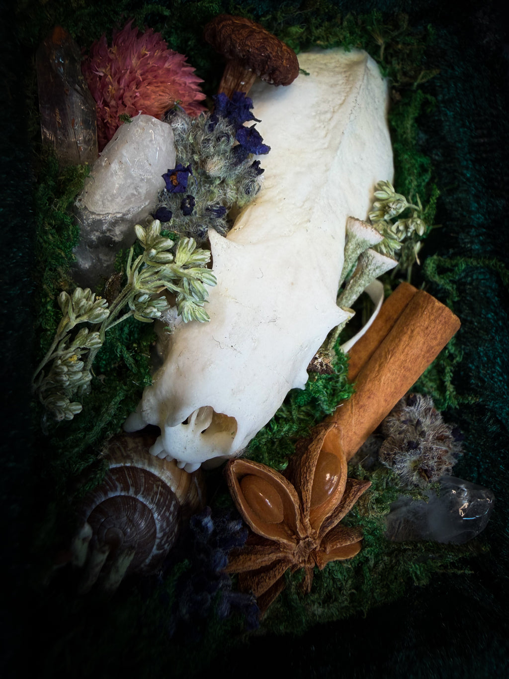 The Forest Keeps | handmade whimsical shadowbox with mink skull, moss, mushrooms, snail shell, crystals and dried botanicals, black and gold baroque frame | Morbid Oddities
