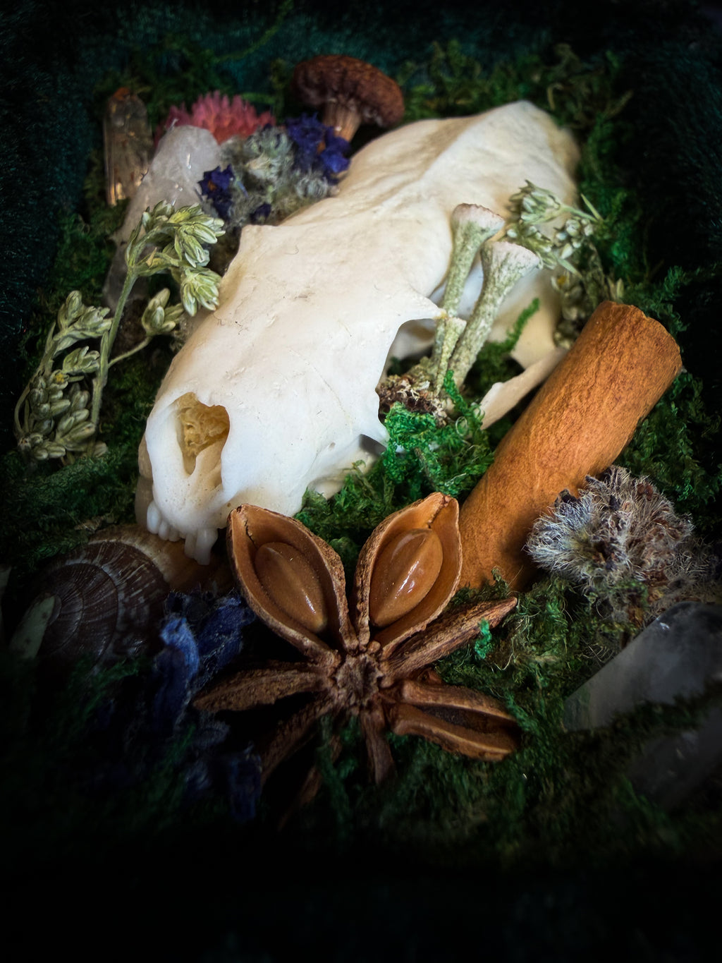 The Forest Keeps | handmade whimsical shadowbox with mink skull, moss, mushrooms, snail shell, crystals and dried botanicals, black and gold baroque frame | Morbid Oddities
