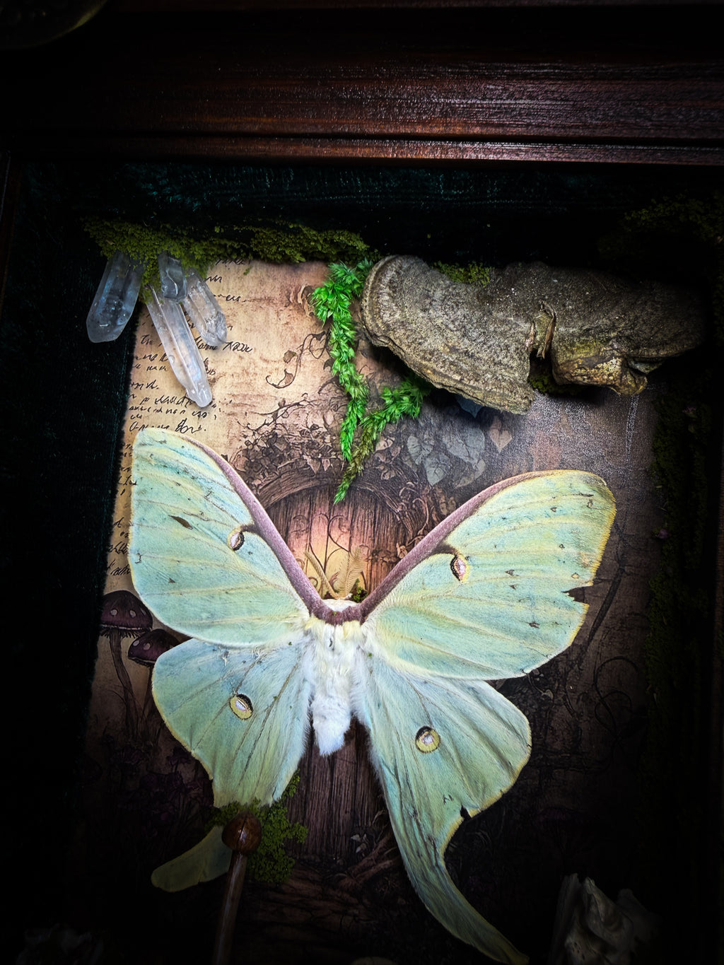 The Librarian | handmade whimsical witch's library shadowbox with Actias luna moth, miniature shelves, crystals, skulls, spell books and curiosities, dark wood frame with green velvet | Morbid Oddities
