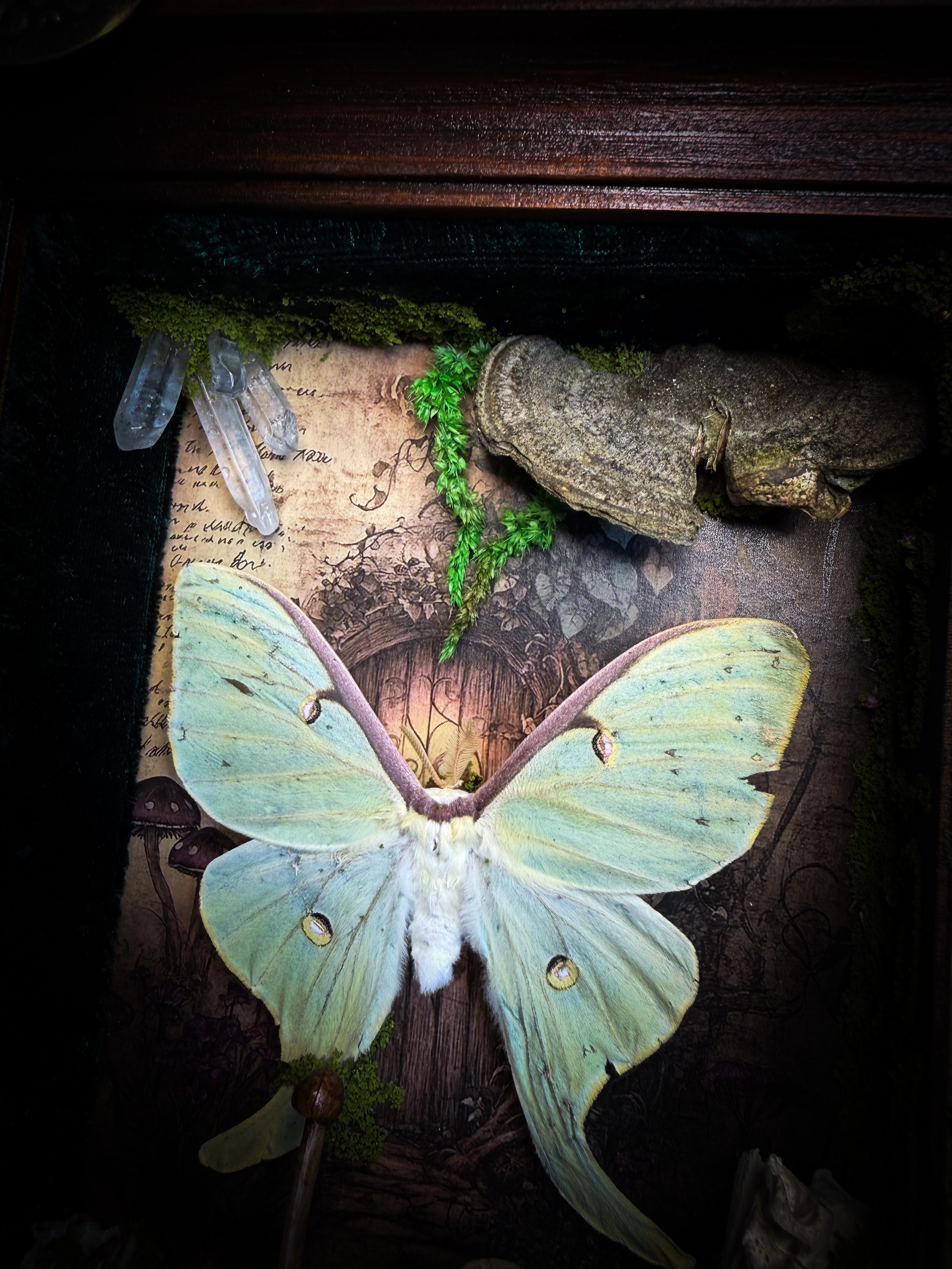The Librarian | handmade whimsical witch's library shadowbox with Actias luna moth, miniature shelves, crystals, skulls, spell books and curiosities, dark wood frame with green velvet | Morbid Oddities
