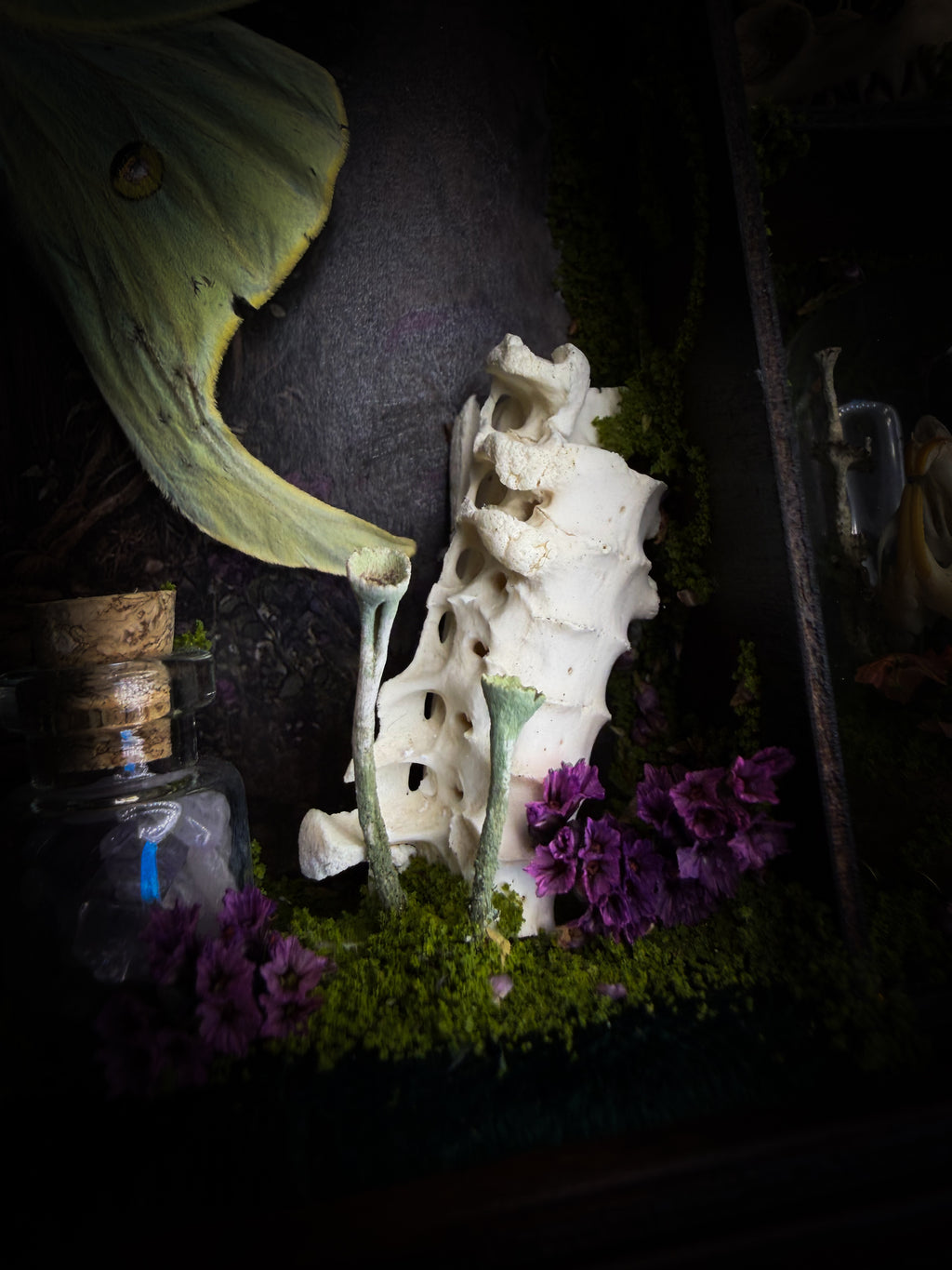 The Librarian | handmade whimsical witch's library shadowbox with Actias luna moth, miniature shelves, crystals, skulls, spell books and curiosities, dark wood frame with green velvet | Morbid Oddities
